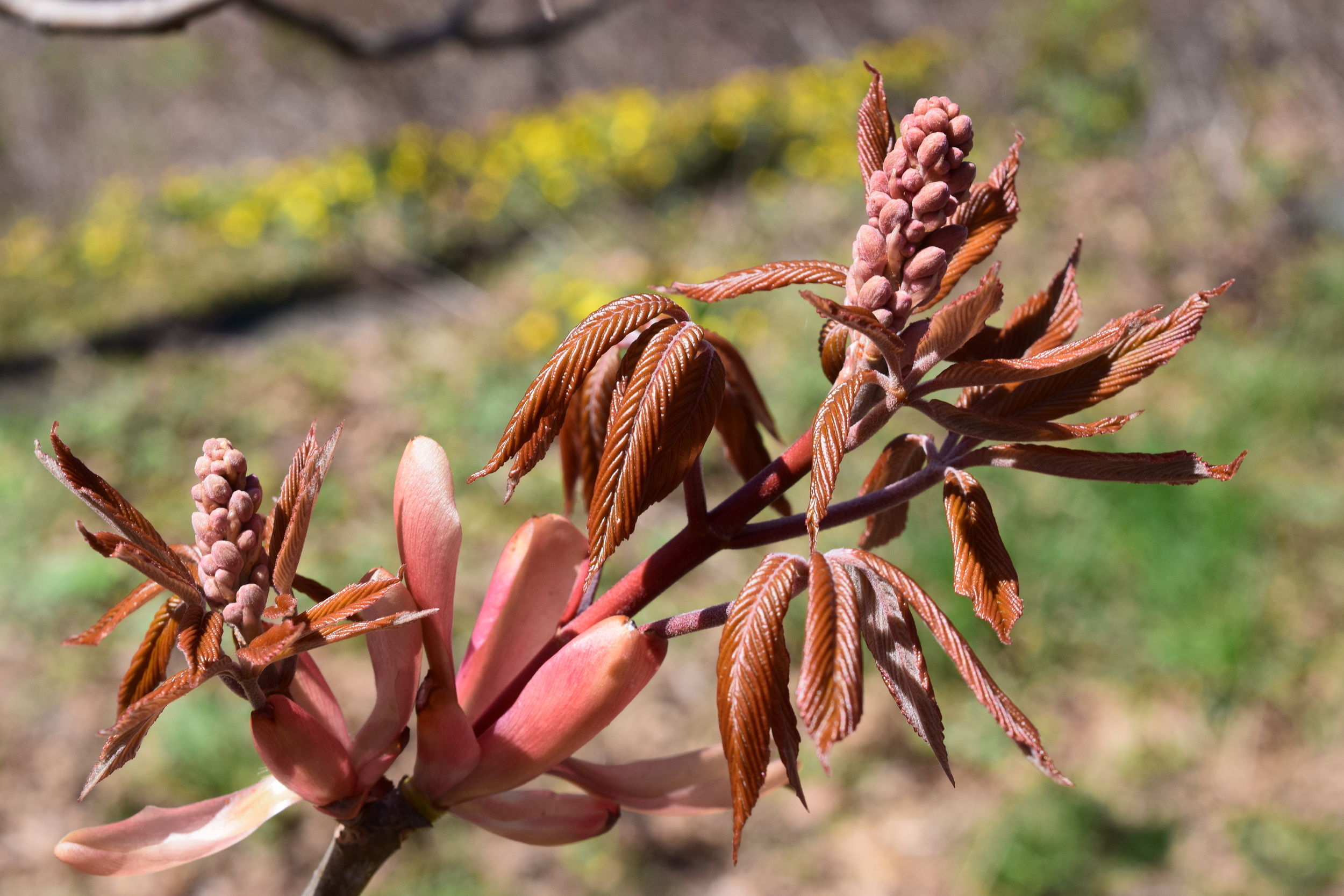 Aesculus sp. Sapindaceae