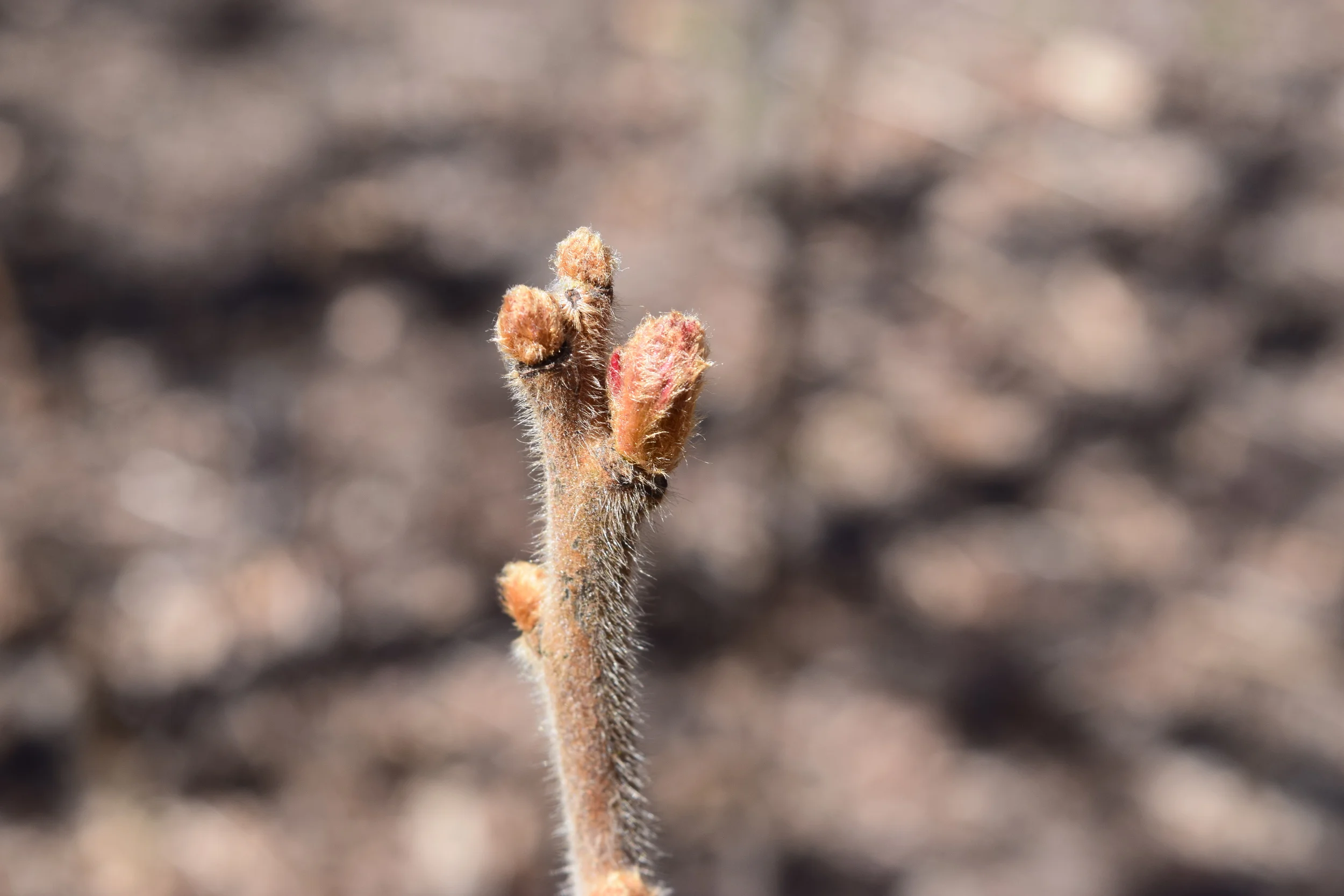 Rhus typhina Anacardiaceae