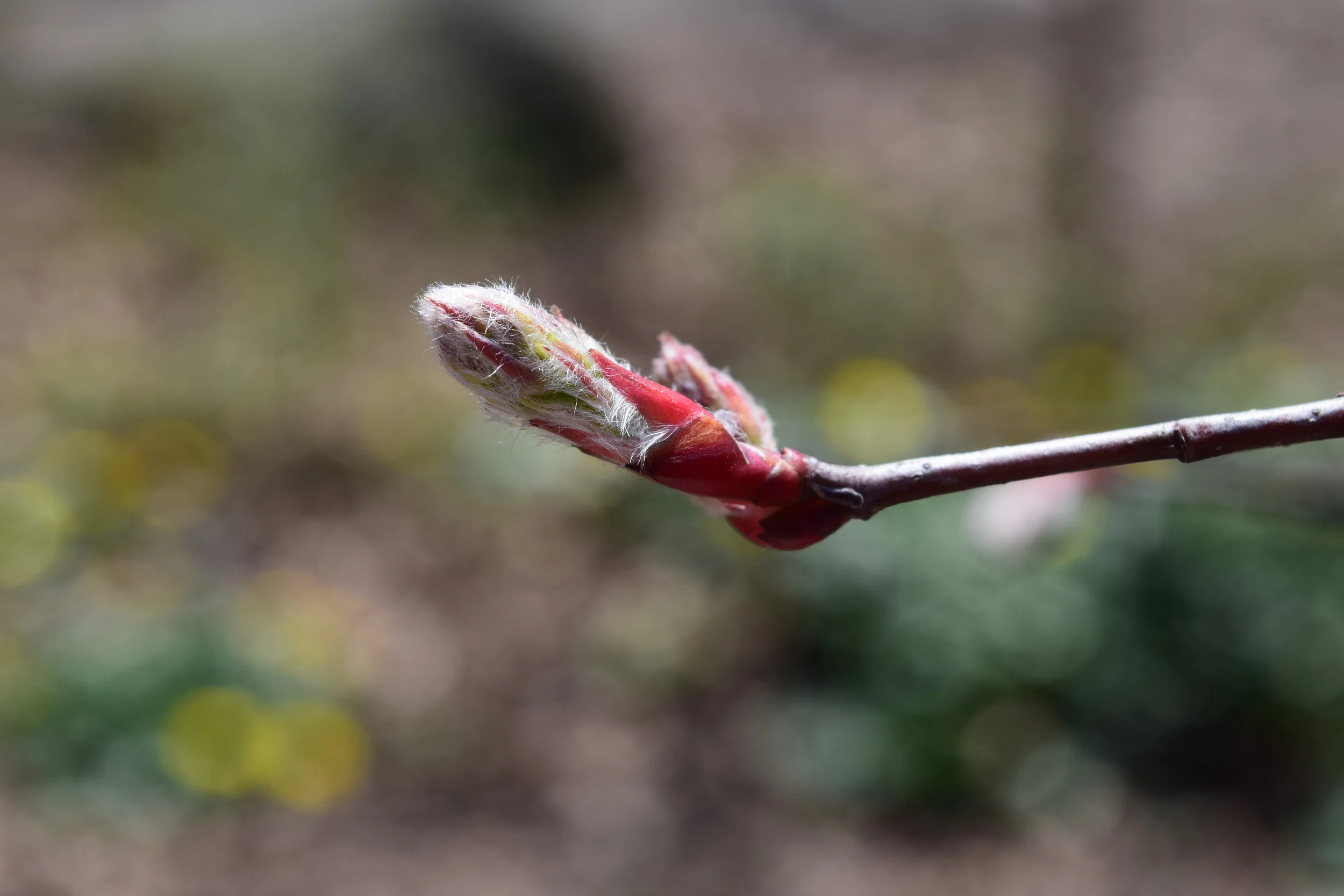 Amelanchier sp. Rosaceae