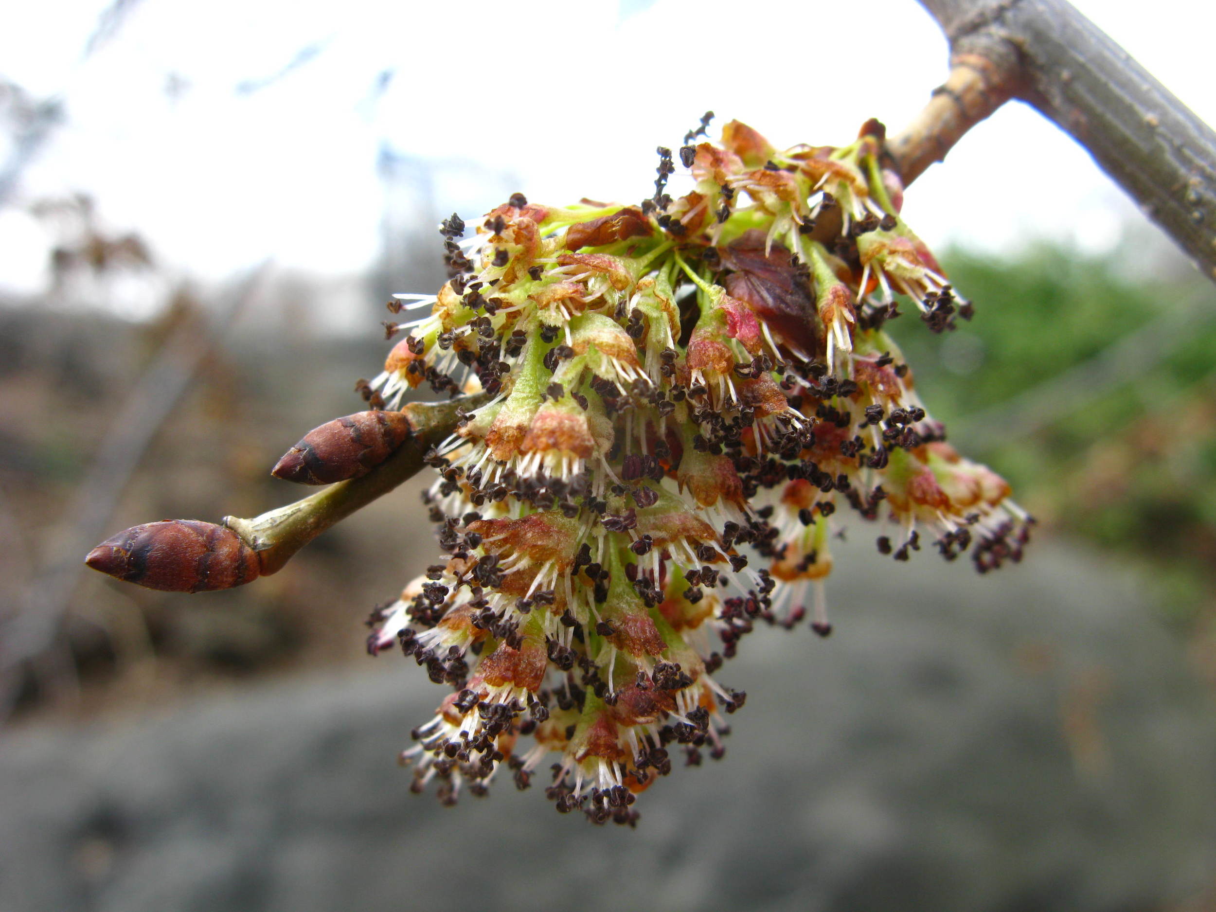 Ulmus americana Ulmaceae