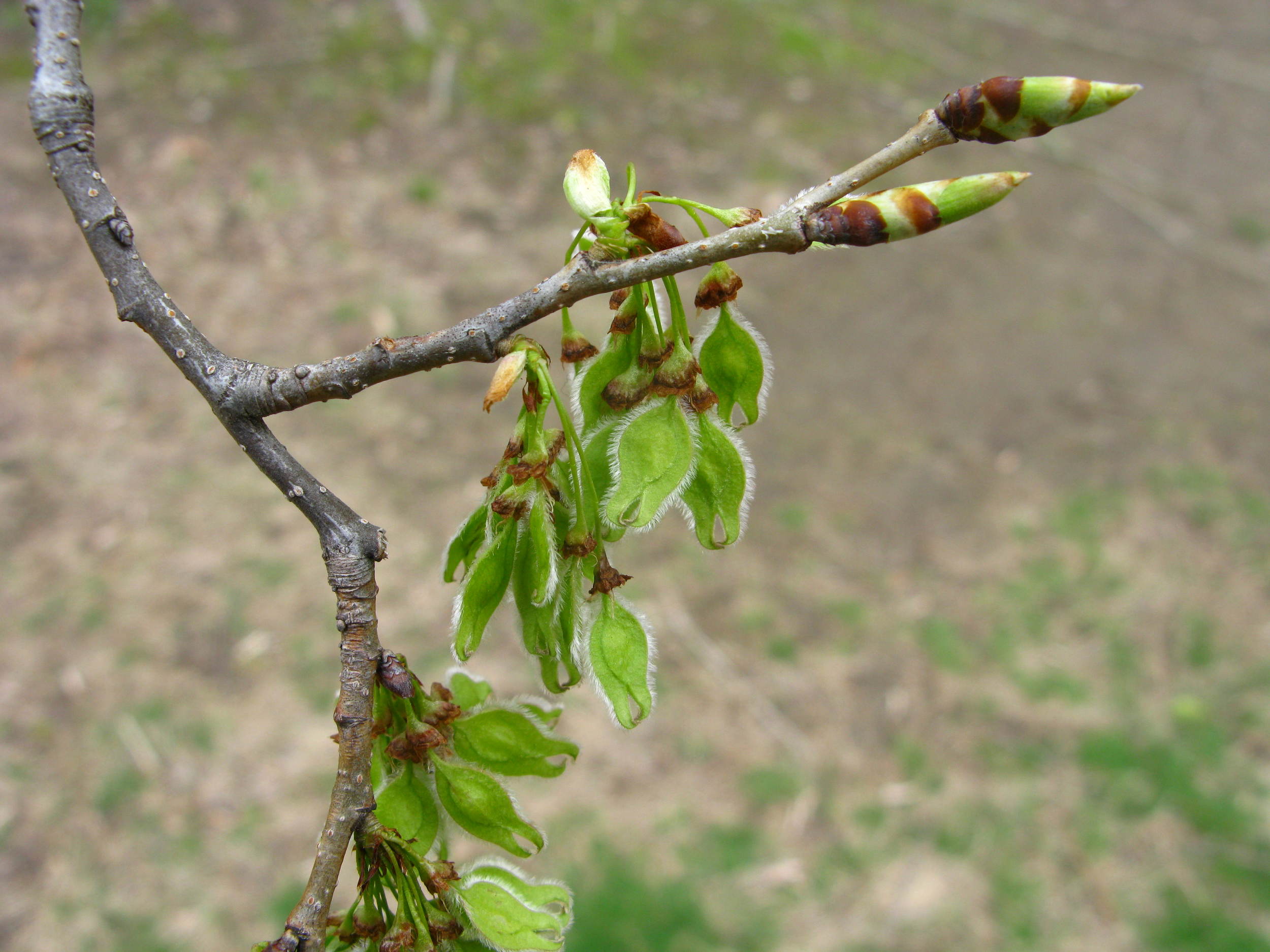 Ulmus americana Ulmaceae