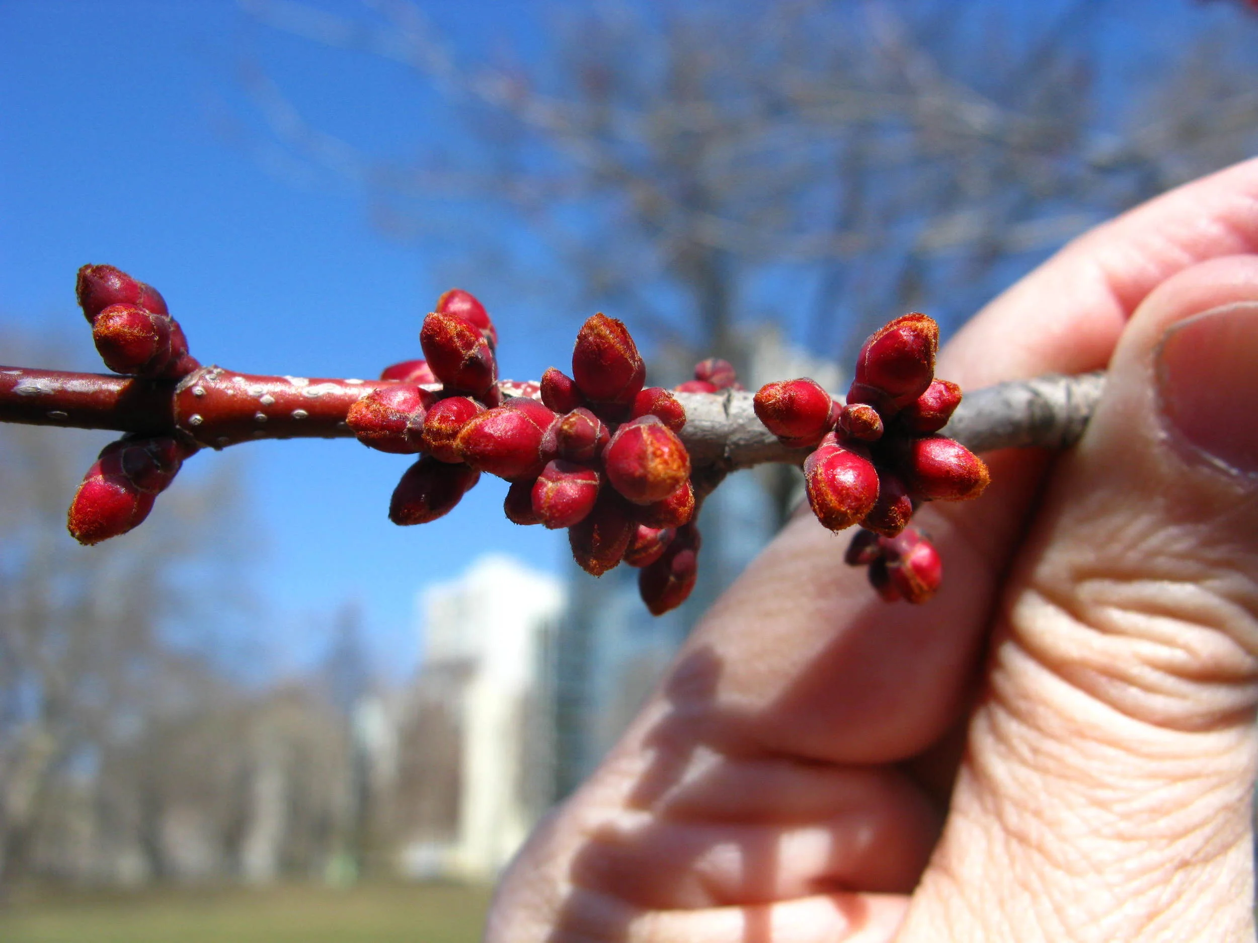 Acer rubrum Sapindaceae