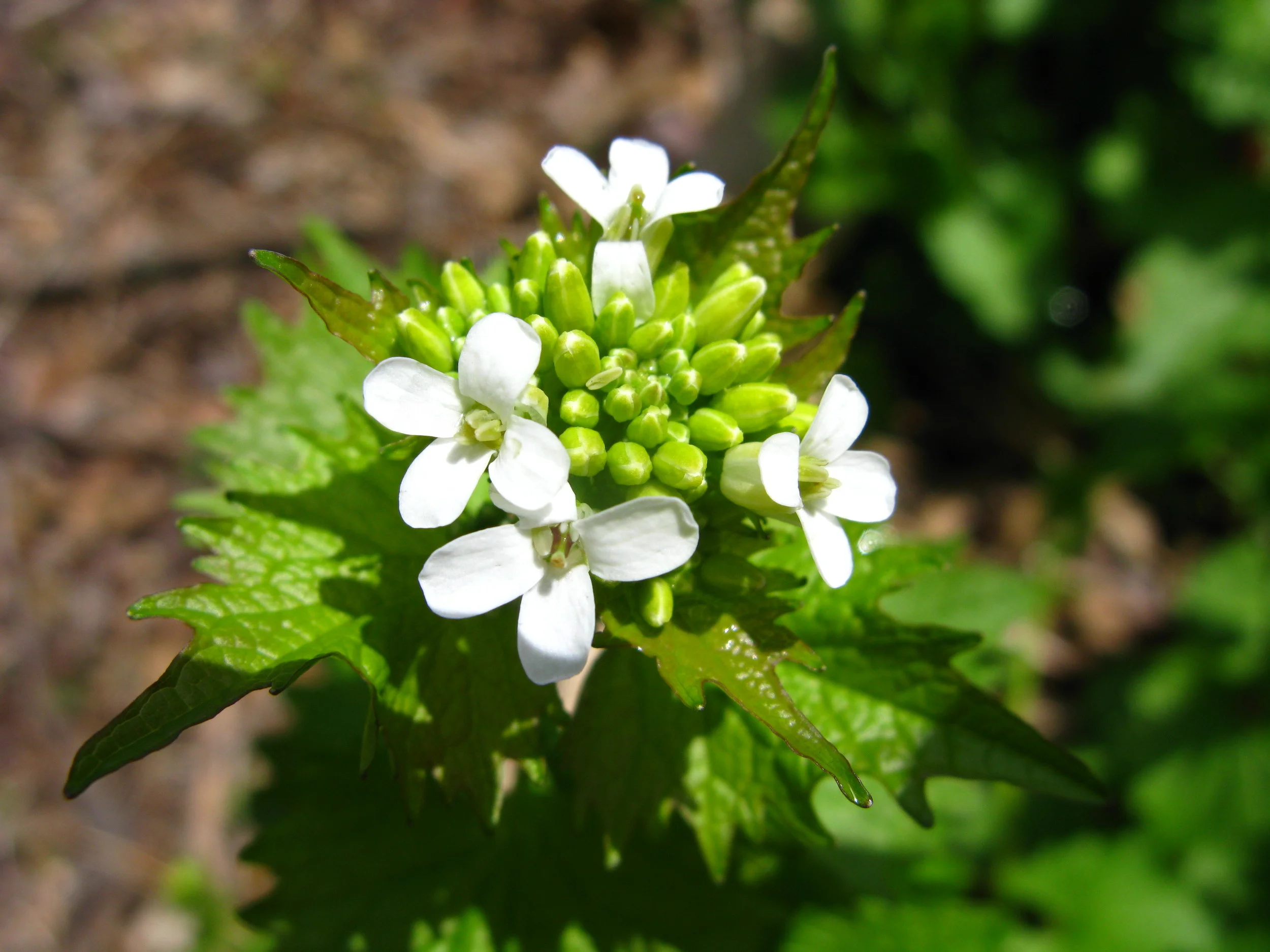 Alliaria petiolata Garlic mustard