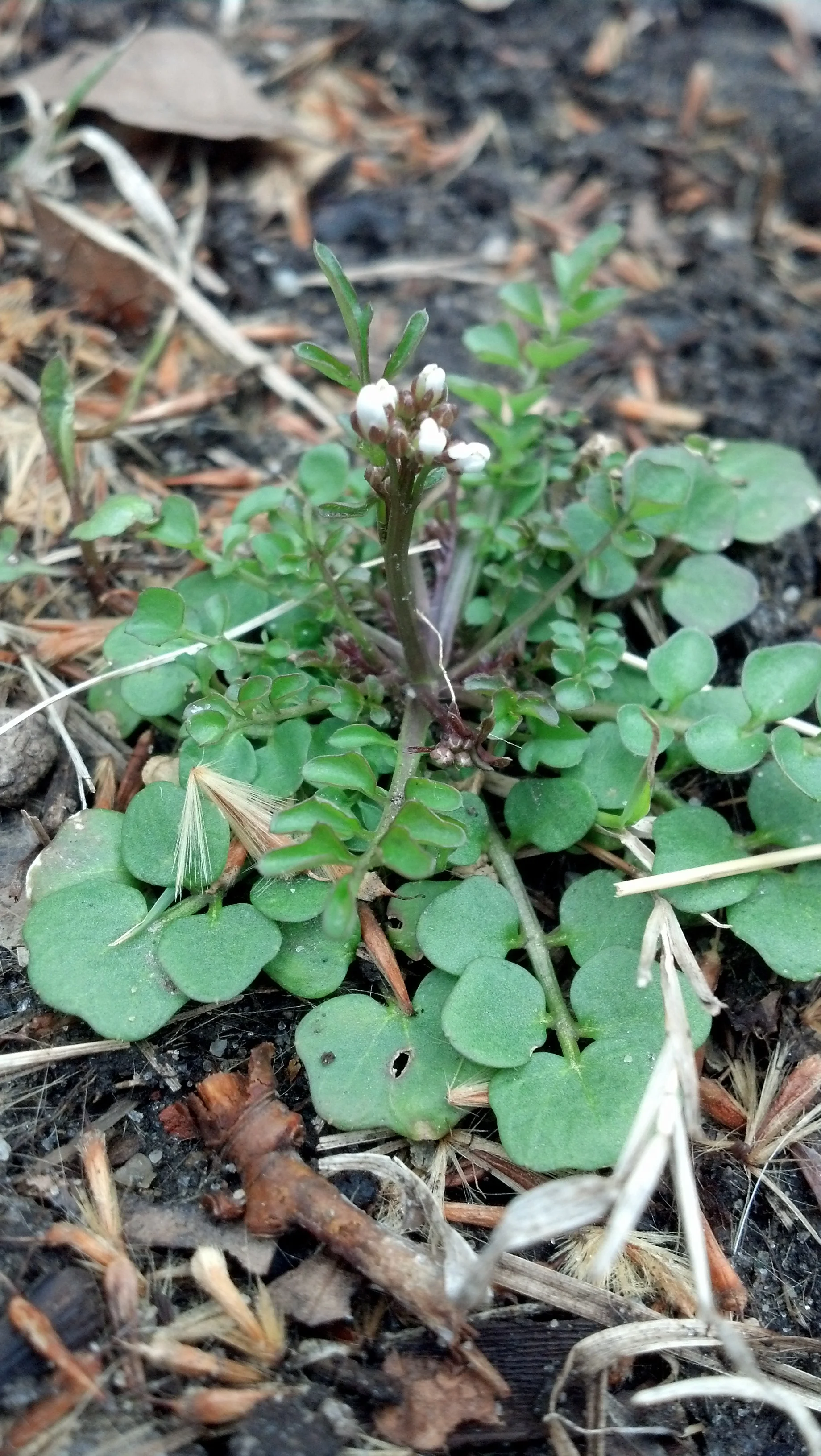 Cardamine hirsuta Hairy bittercress with unopened flowers