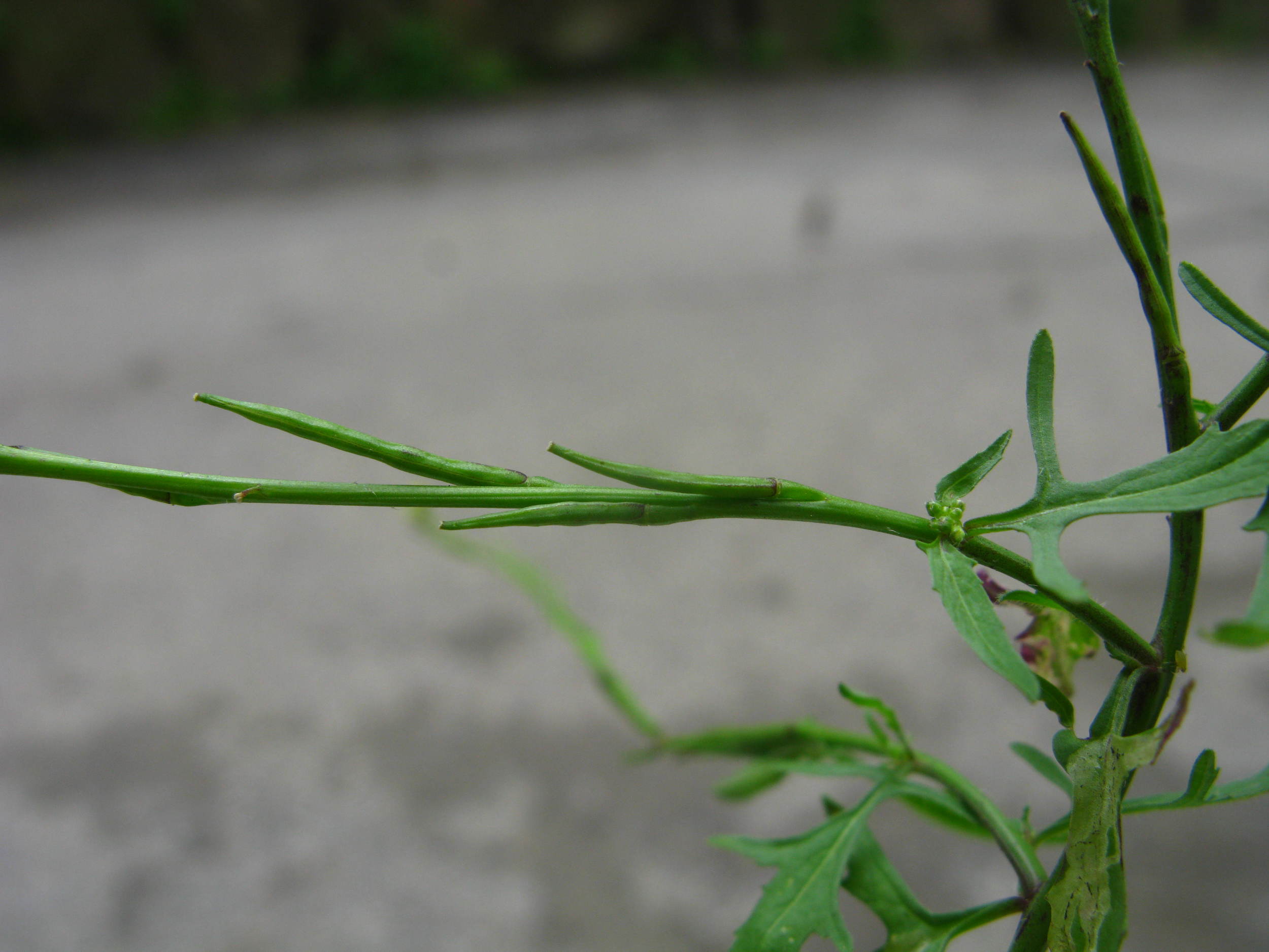Sisymbrium officinale Hedge mustard