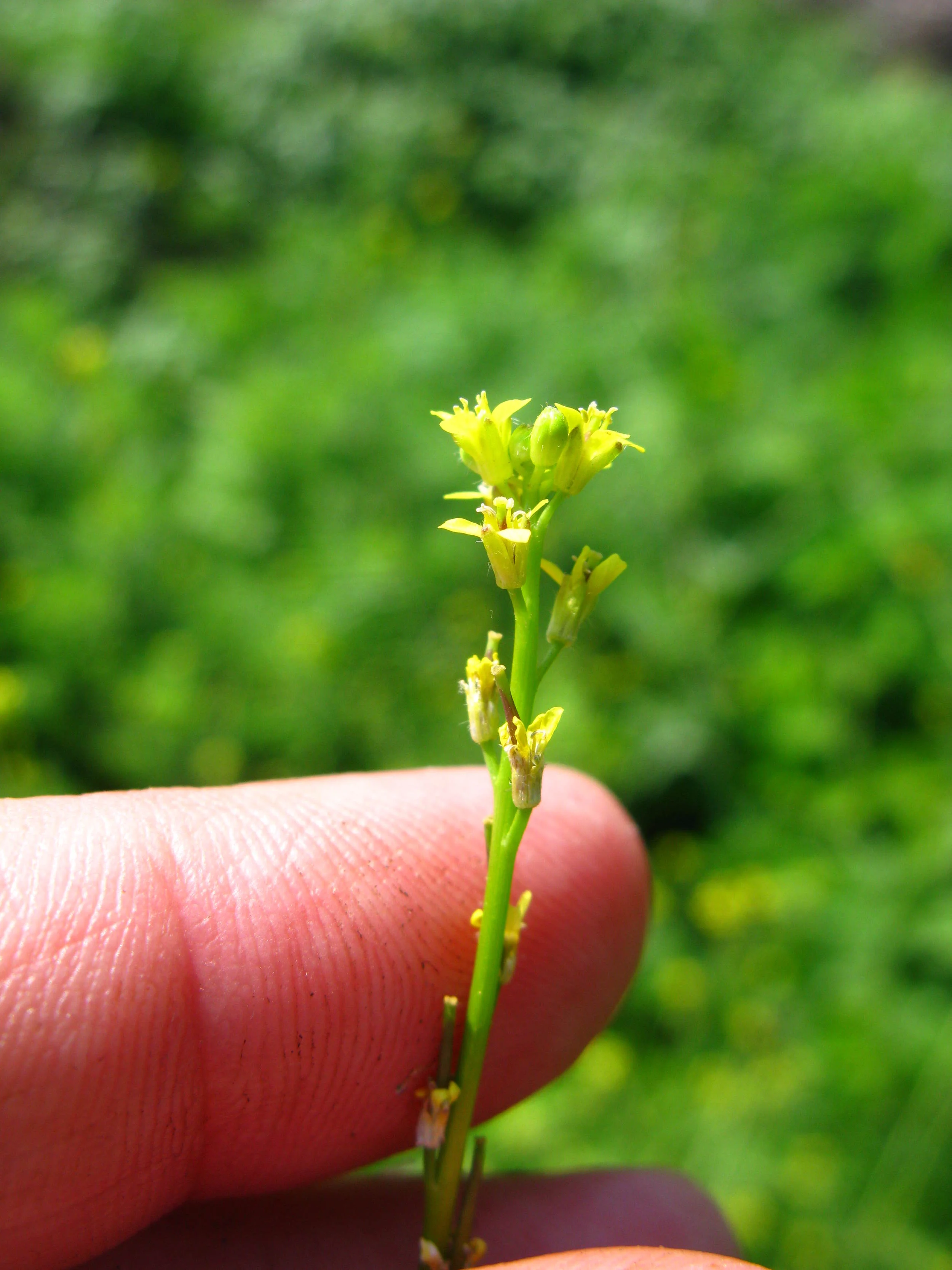 Sisymbrium officinale Hedge mustard