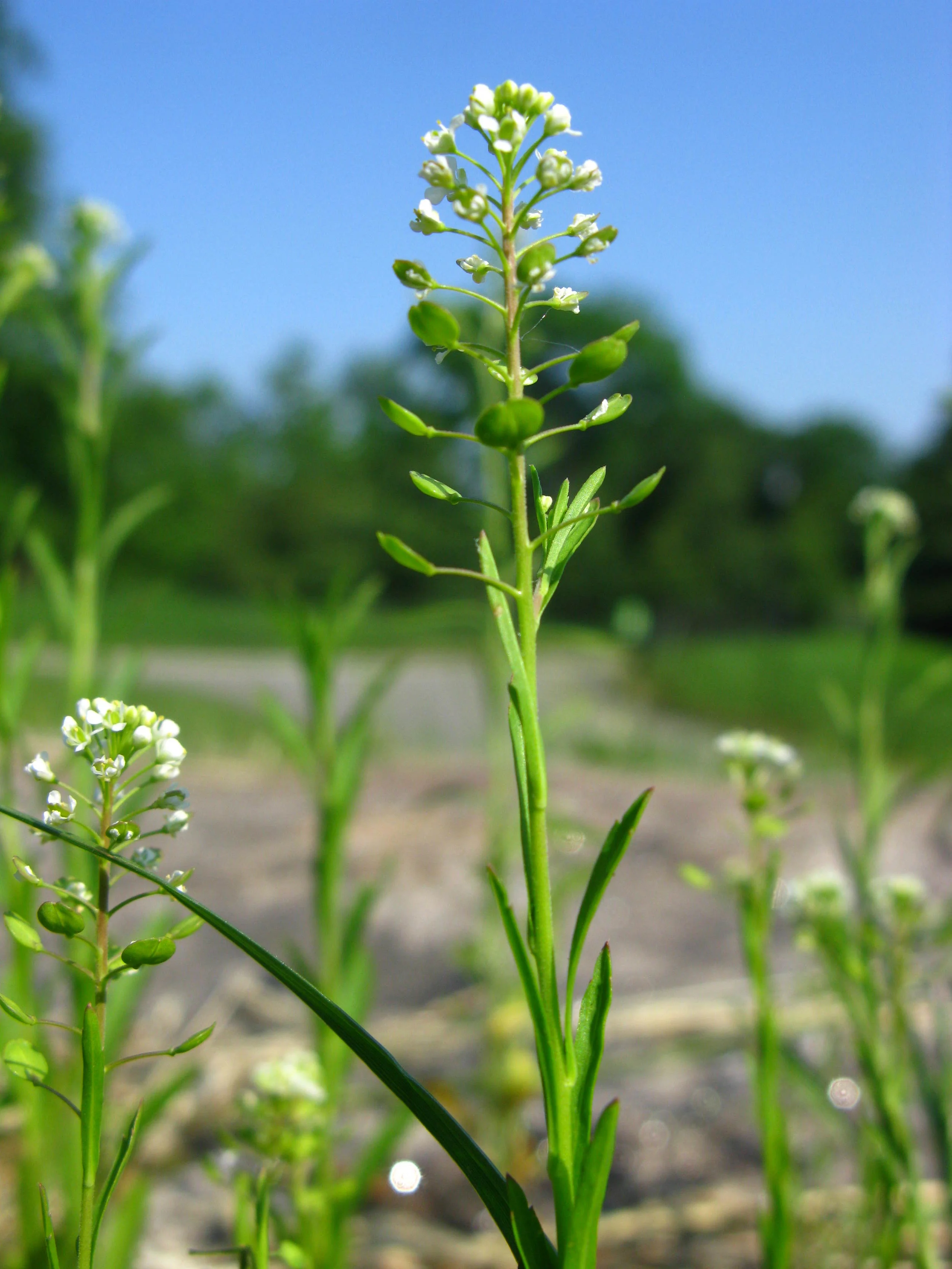 Lepidium virginicum Virginia pepperweed