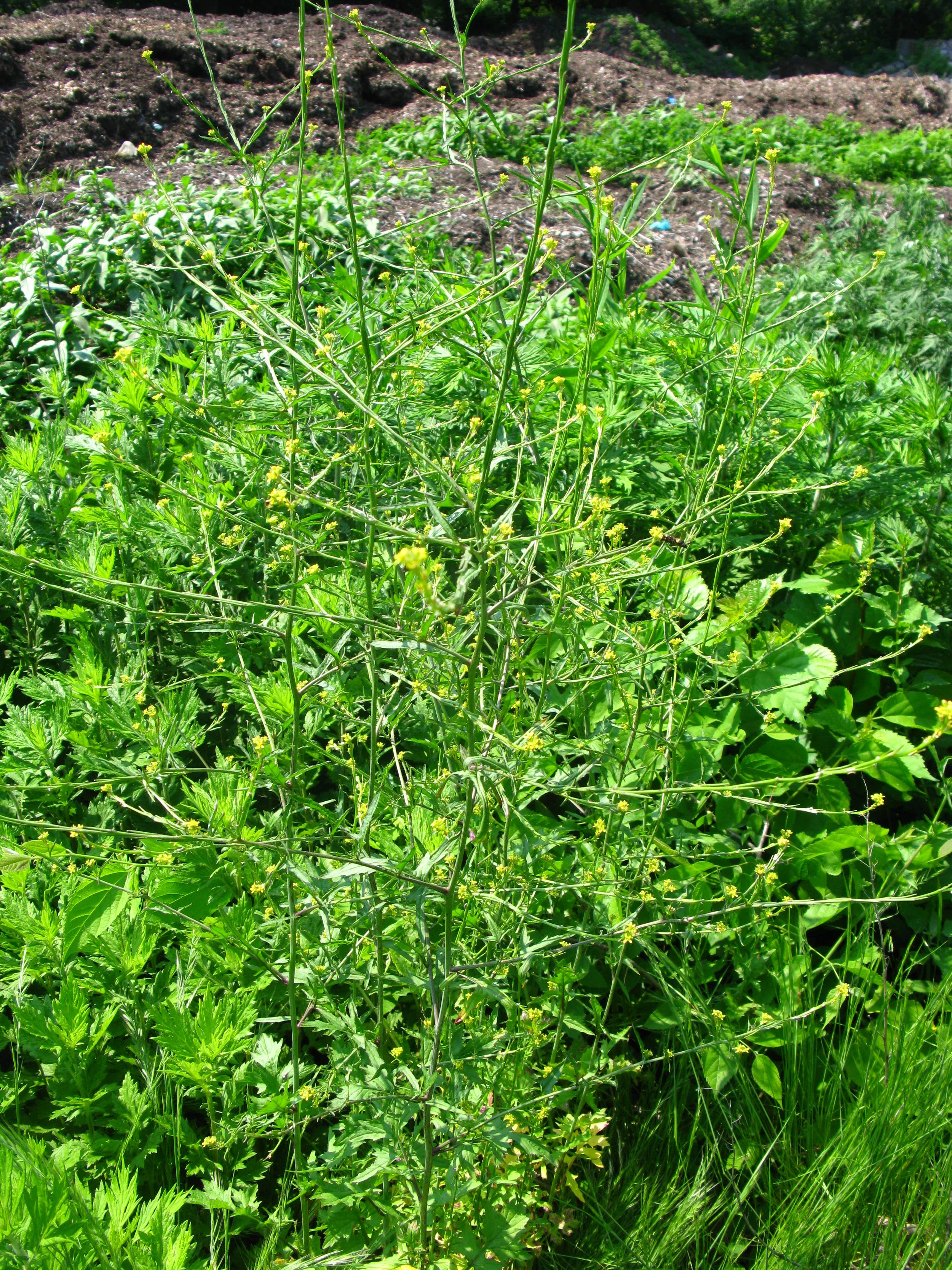 Sisymbrium officinale Hedge mustard