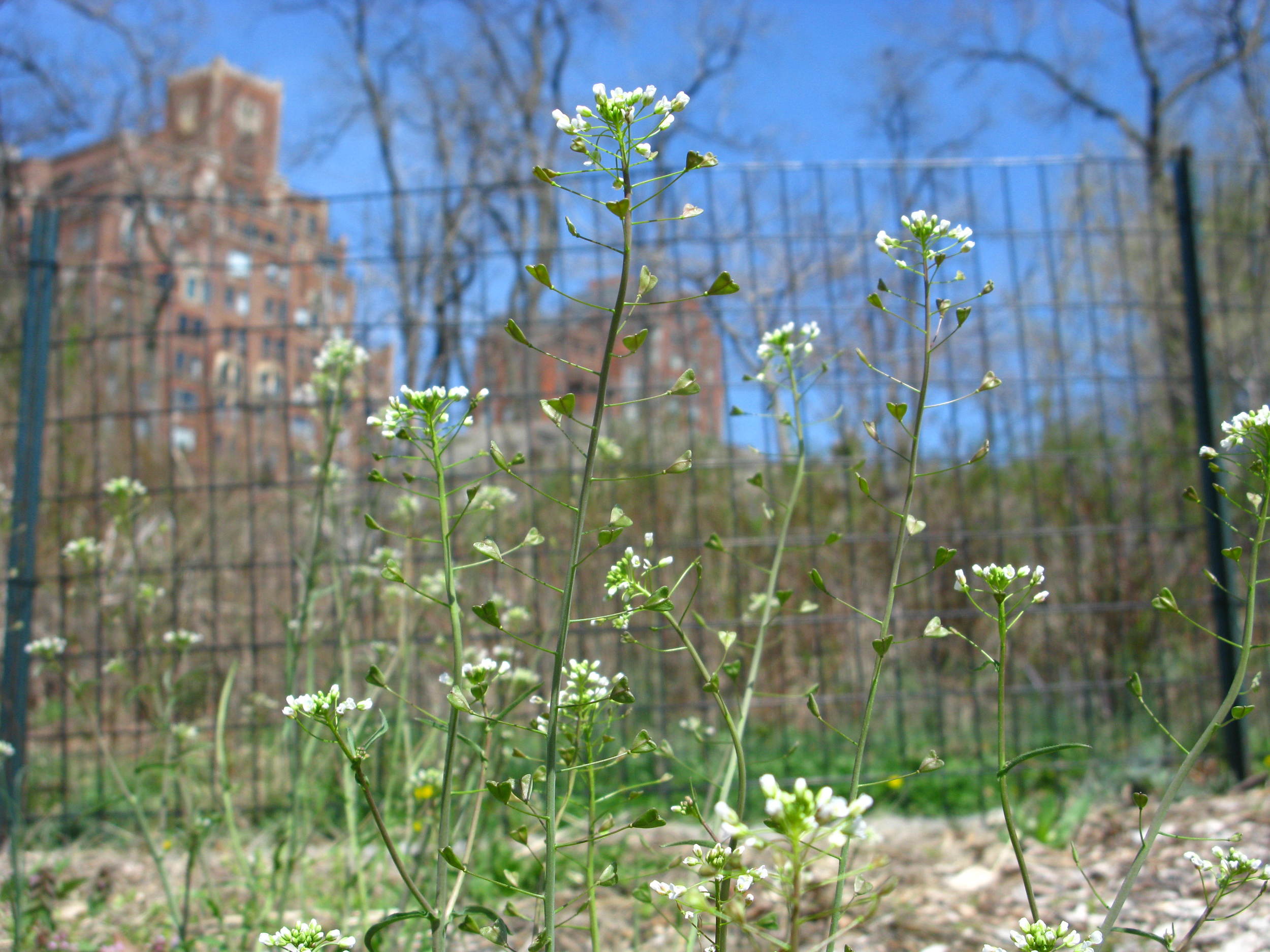 Capsella bursa-pastoris Shepherd's purse