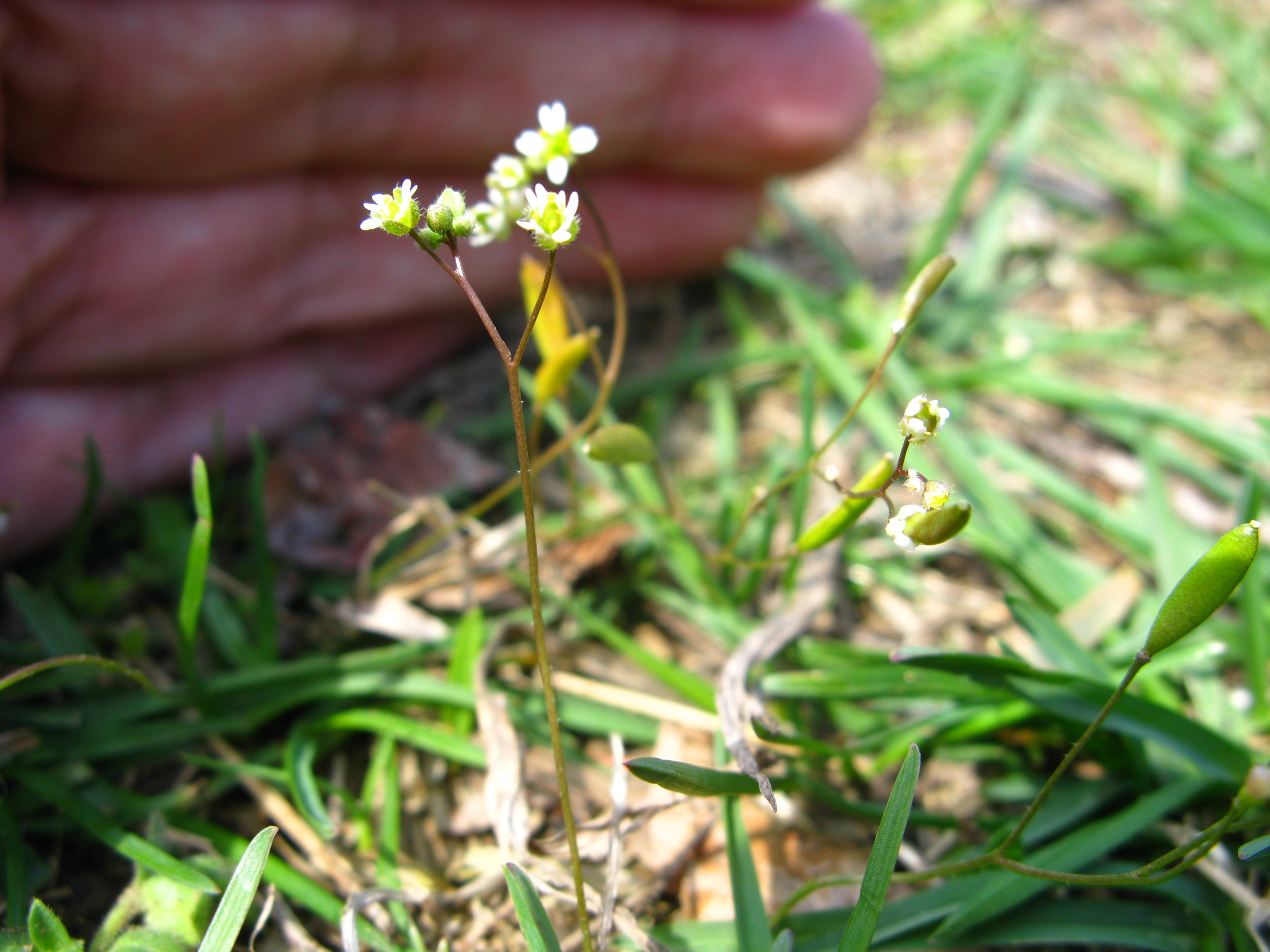 Draba verna Common whitlow grass