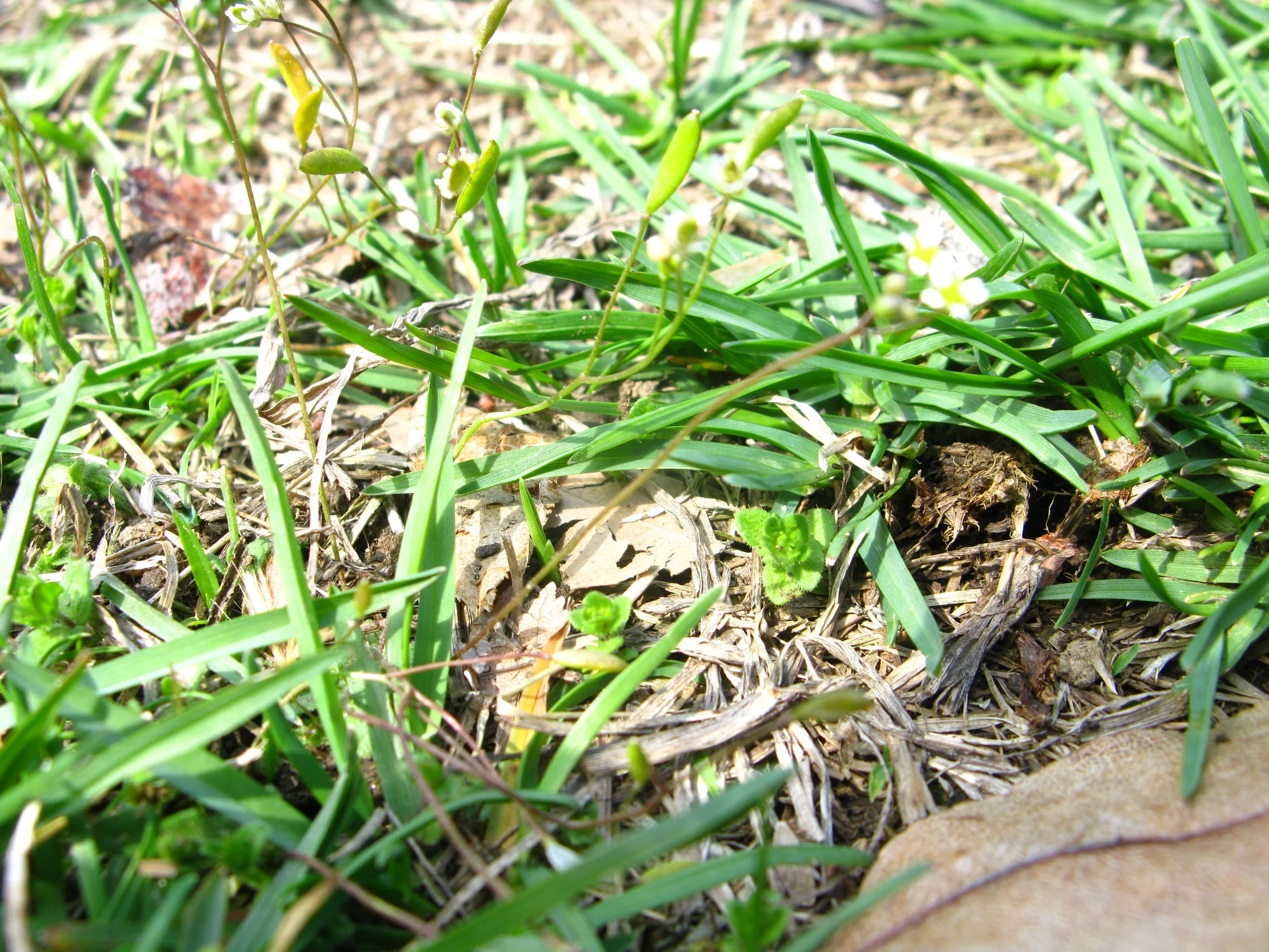 Draba verna Common whitlow grass