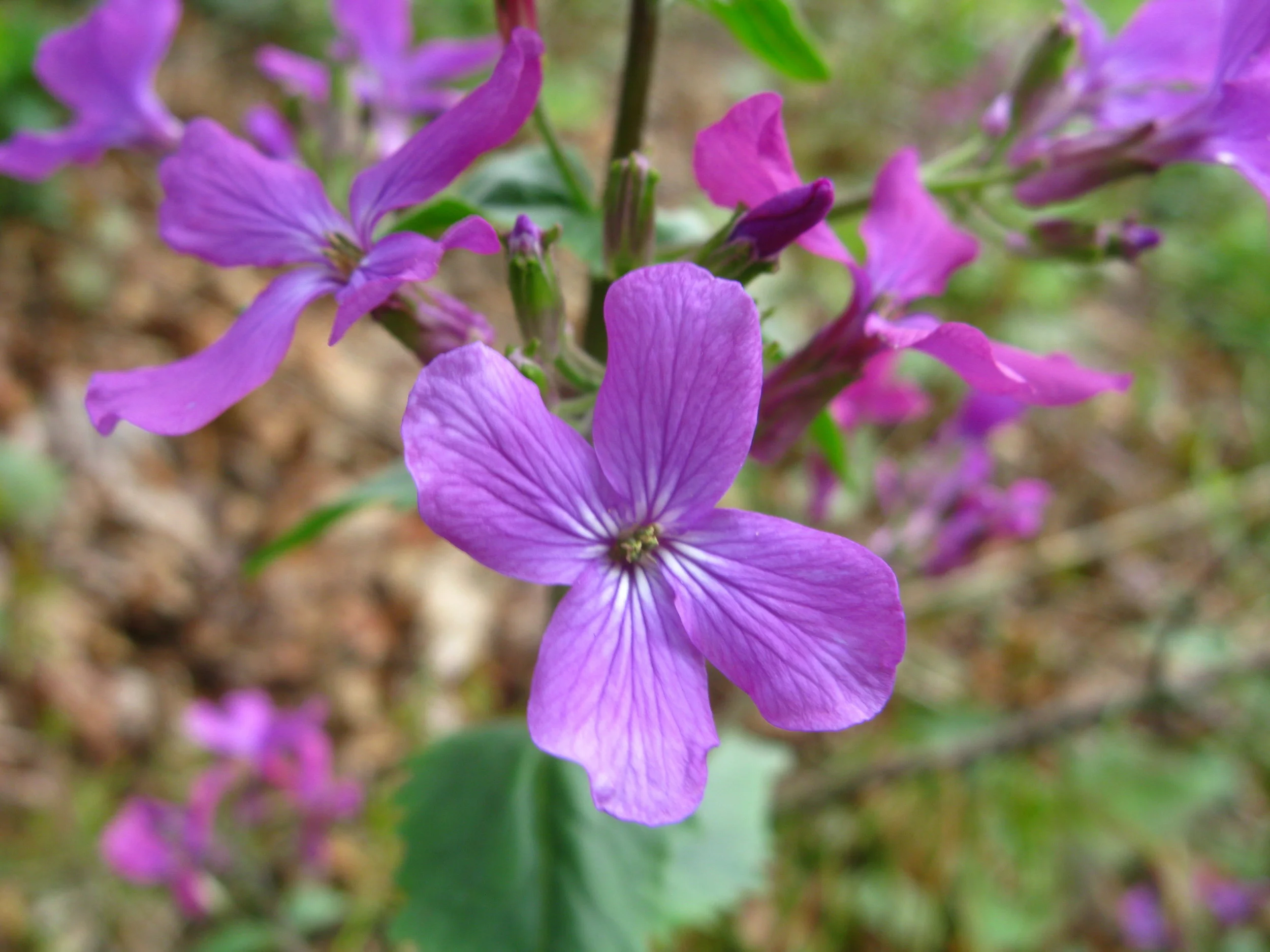 Lunaria annua Money plant