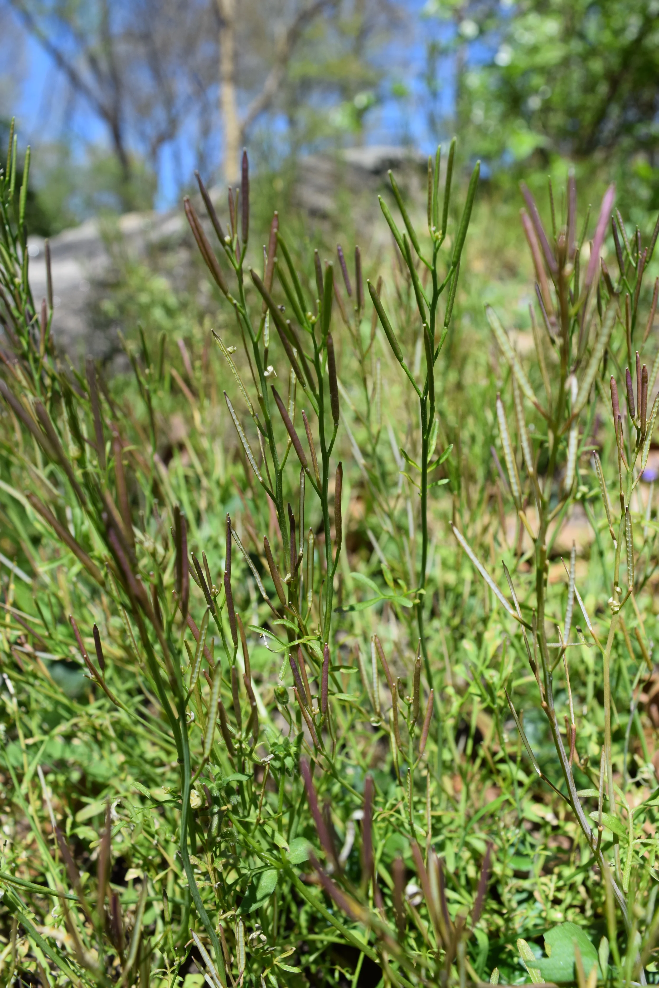 Cardamine hirsuta Hairy bittercress, fruits