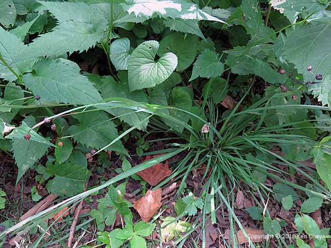 Sisyrinchium angustifolium Iridaceae. In fruit. Photo by Ken Chaya