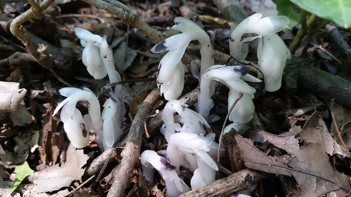 Monotropa uniflora Ericaceae. Photo by Eric Whitaker.