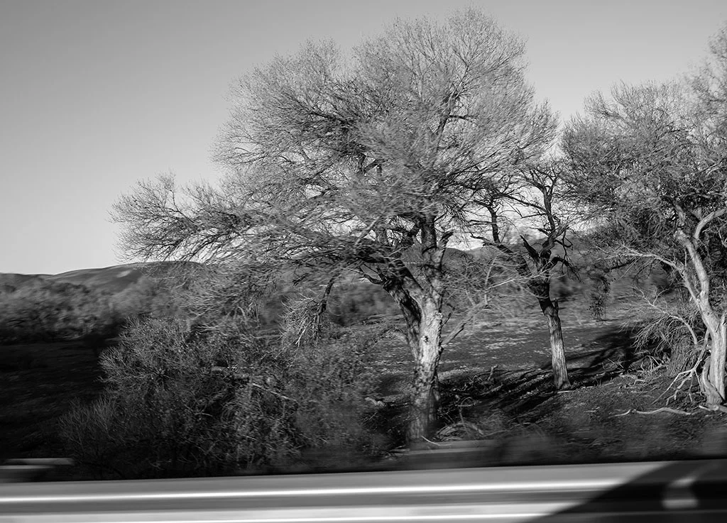 Roadside Trees.