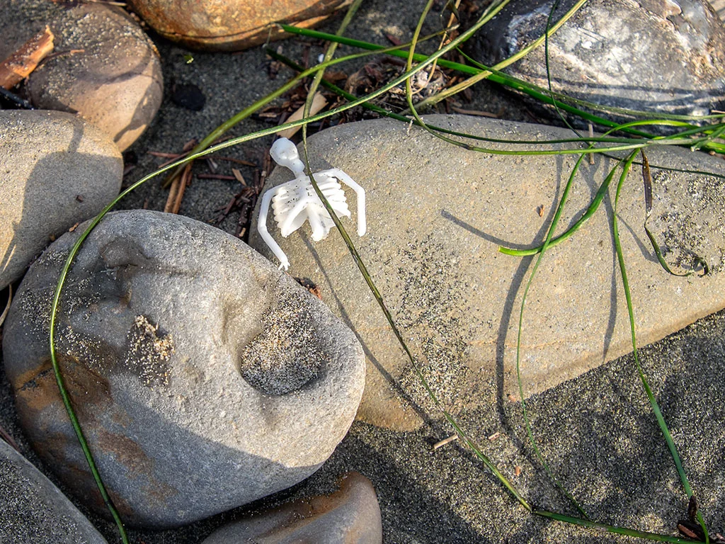 Waddell Skeleton.