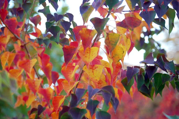 Utopia Christmas Tree