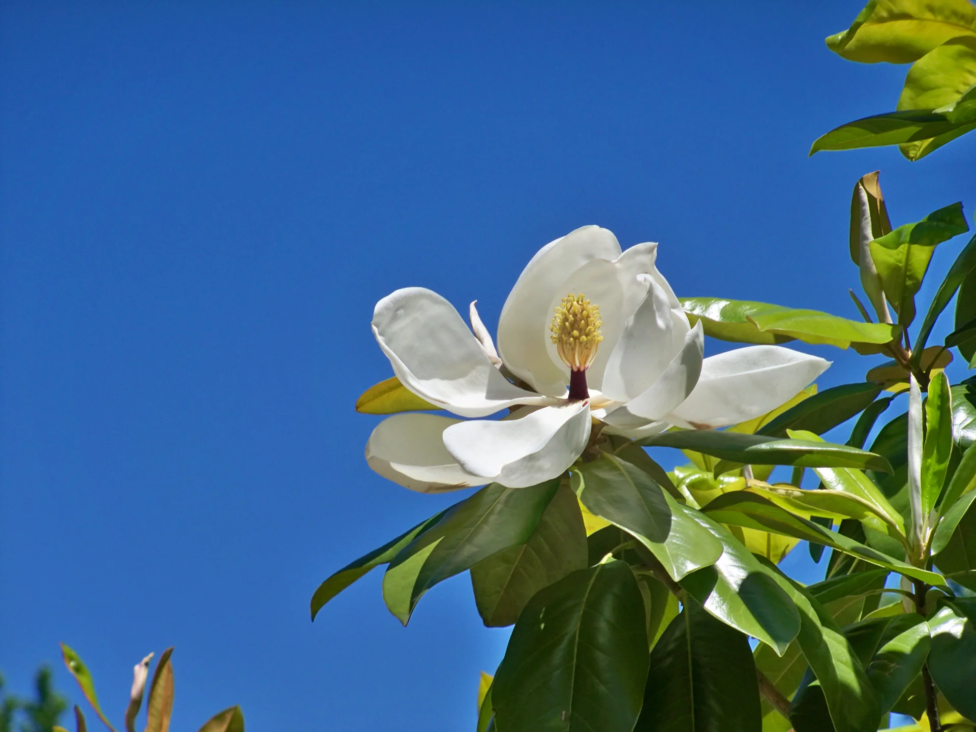 Hope’s Magnolia