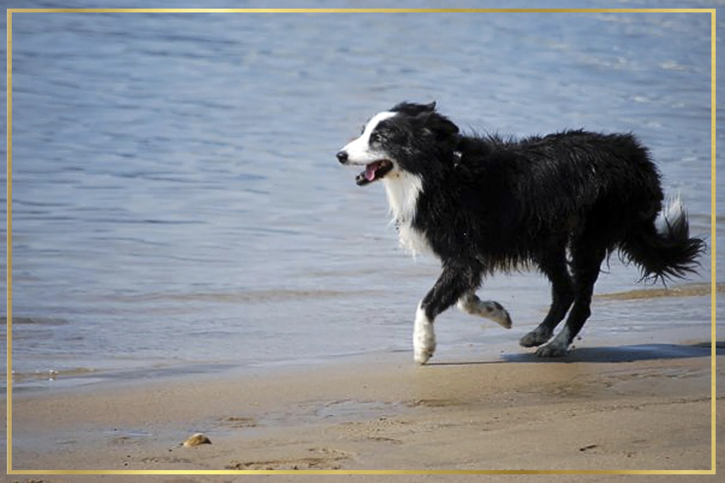 RIP Blue, we will miss you forever.