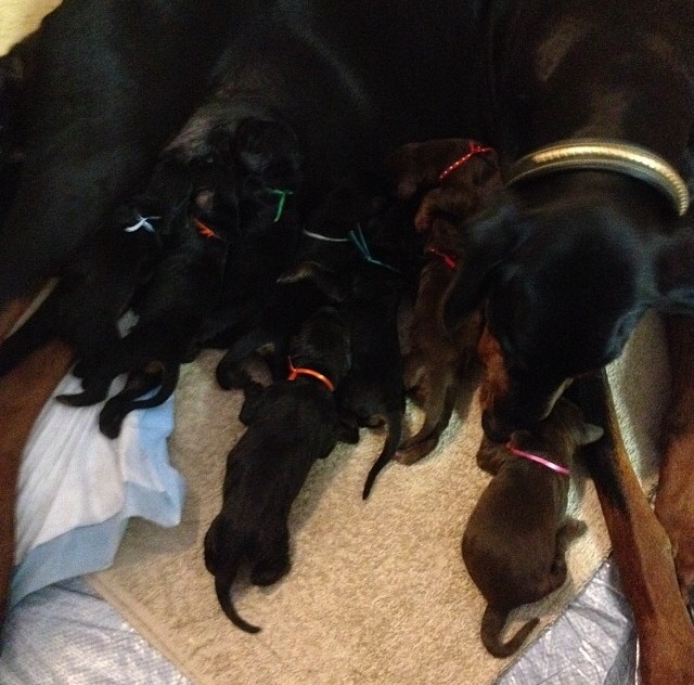  Puppies just born. Ribbon collars on and nursing. 