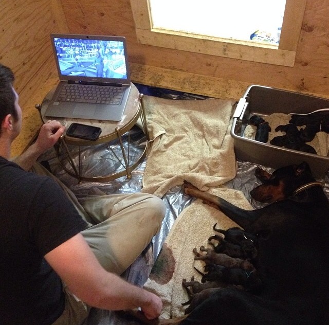  Hubby watches a movie in the whelping box while Lex relaxes with her just newborn puppies. 
