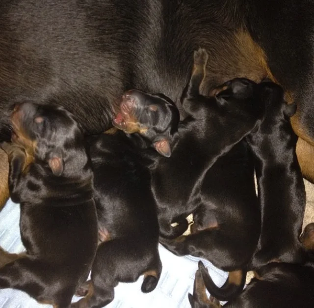 The litter having a "lunch break" in-between more puppies being born