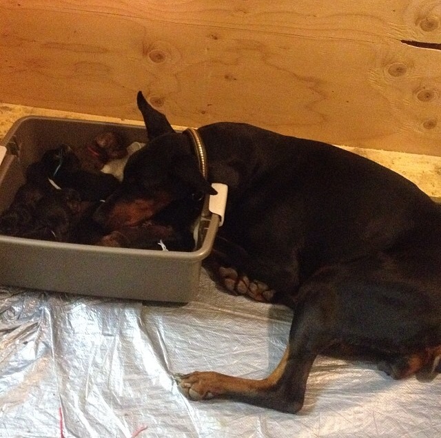 Lex watches over her puppies in the warming box.