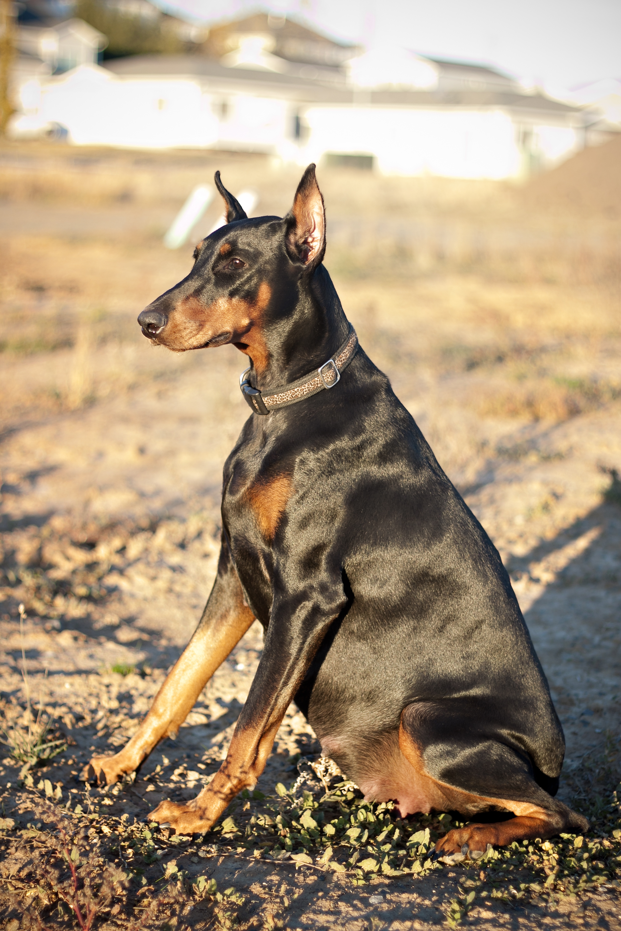 what age do doberman puppies start walking