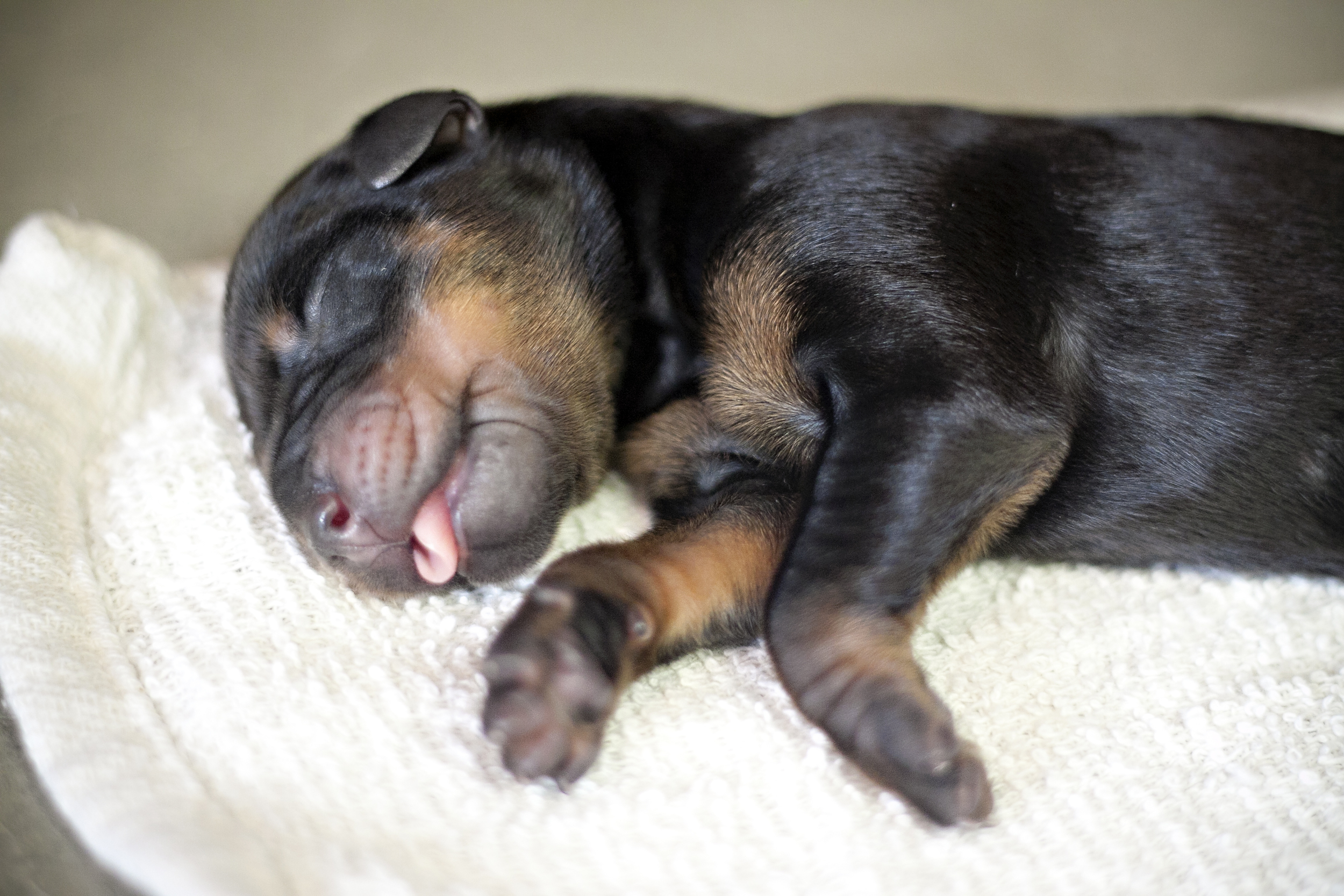 newborn miniature pinscher puppies