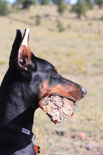 How To: Ear Posting — PRIMA Dobermans