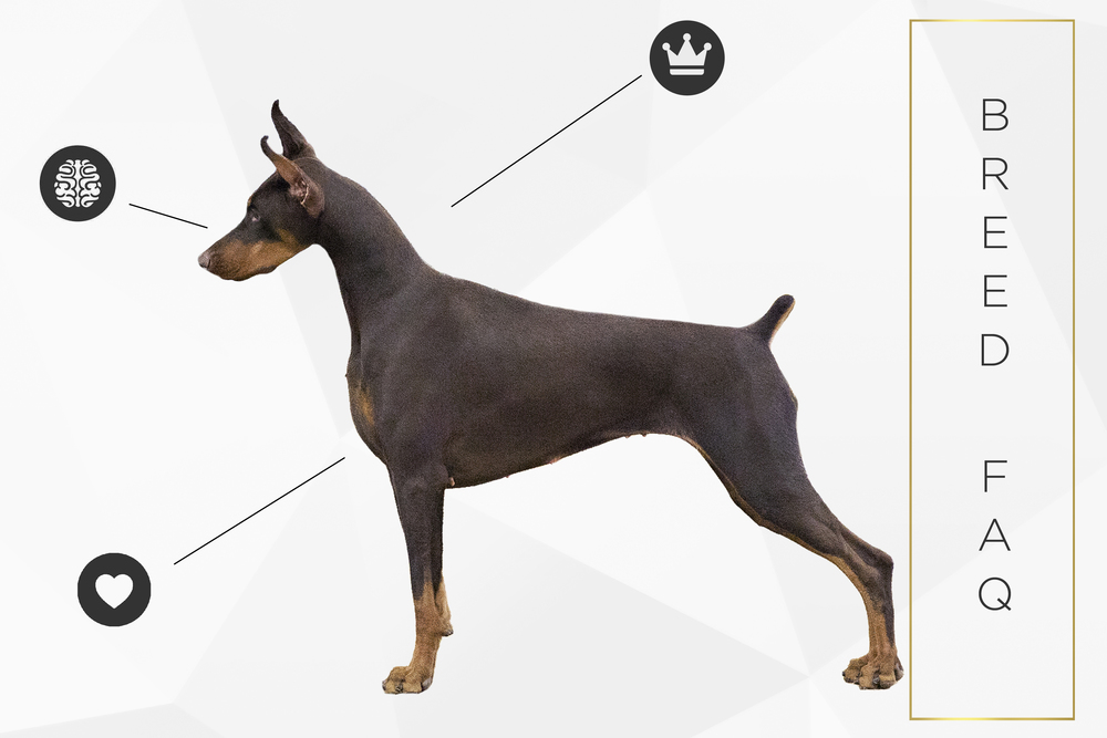 whats the difference between doberman and doberman pinscher