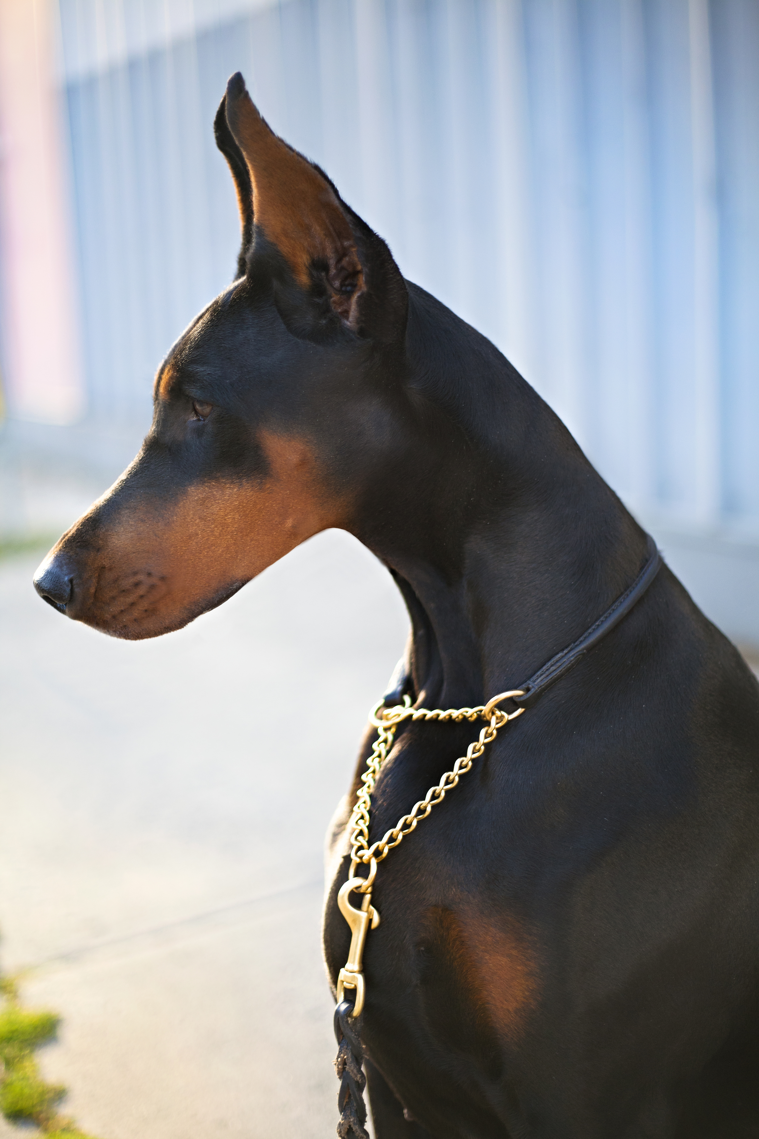 best collar for doberman