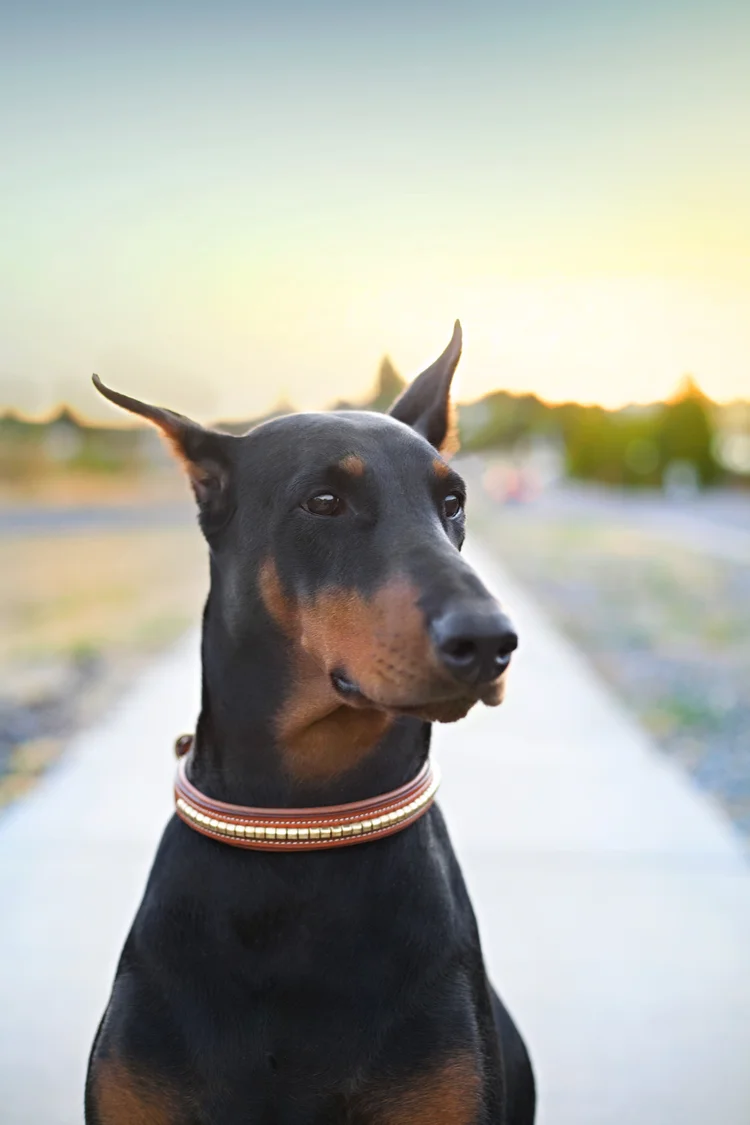 Signature Brass Collar — PRIMA Dobermans