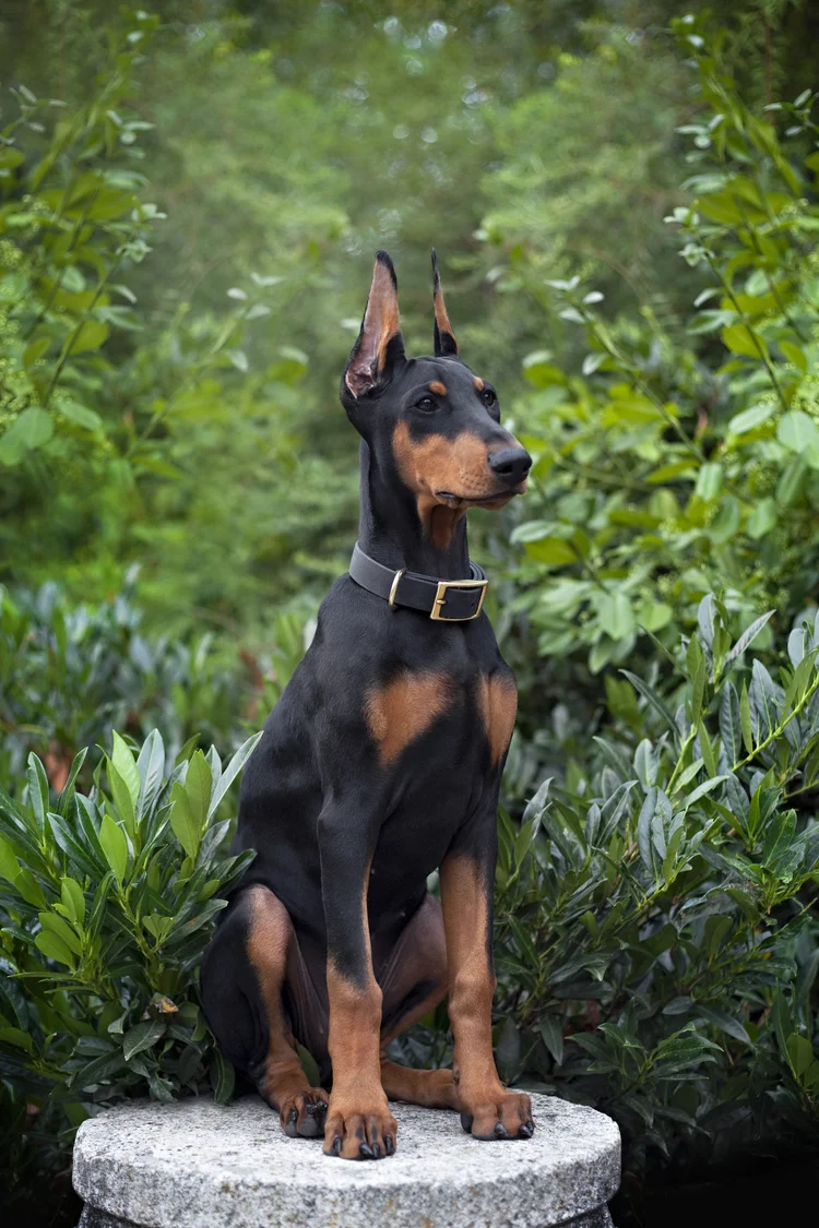 Prima Ear Posting Kit — PRIMA Dobermans