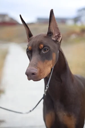 Doberman Puppy Ears Taped Prima Ear Posting Kit — PRIMA Dobermans