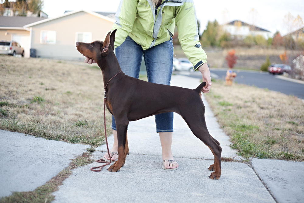 Females — PRIMA Dobermans