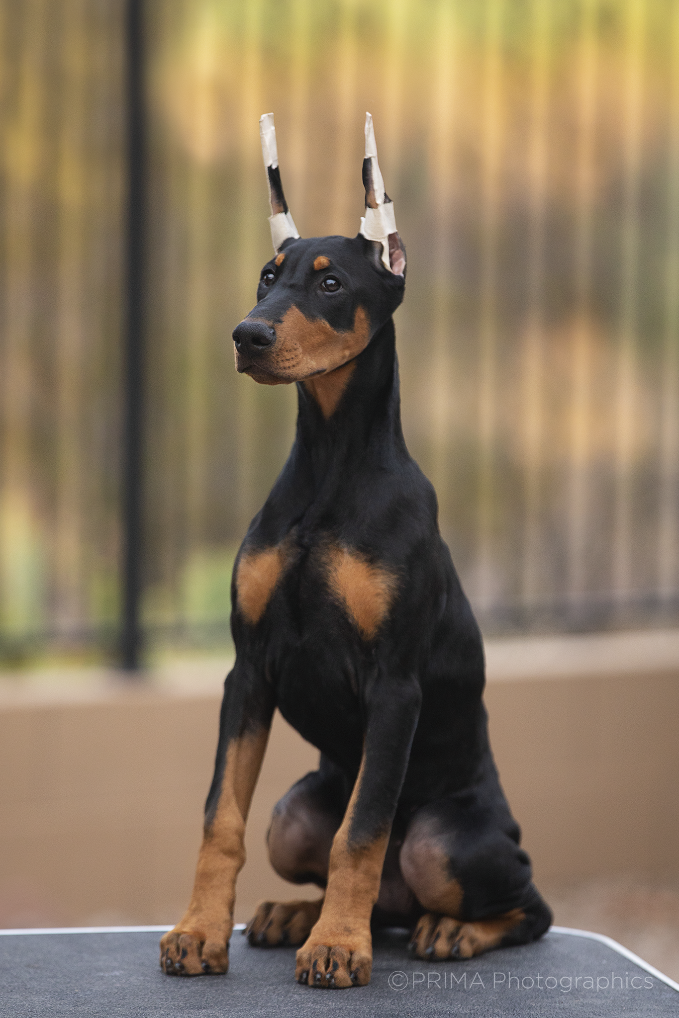 Females — PRIMA Dobermans