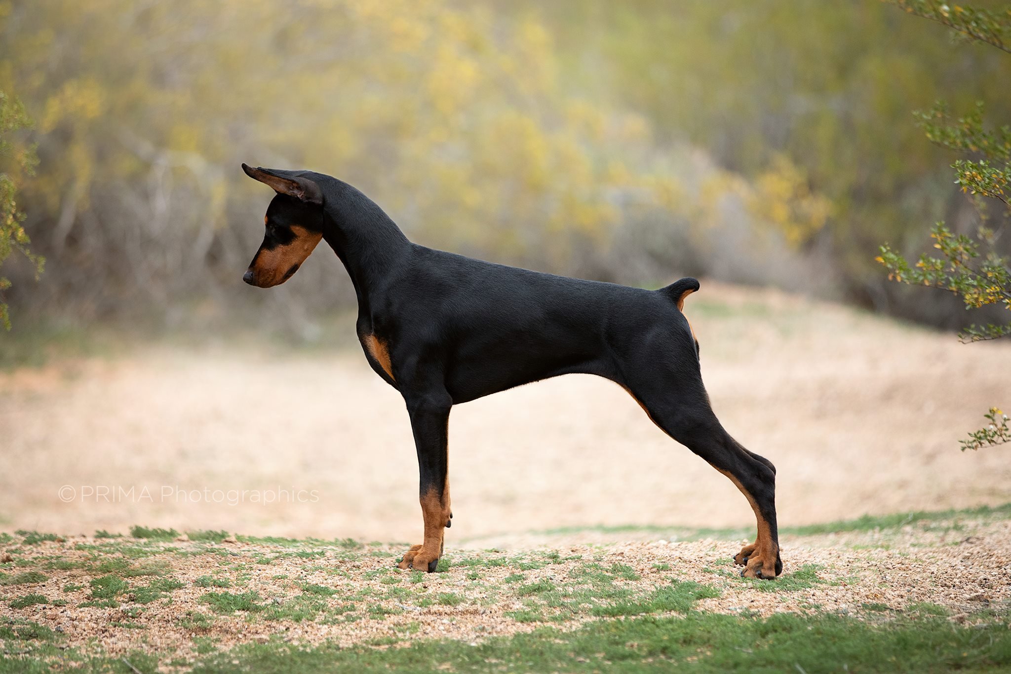 Females — PRIMA Dobermans