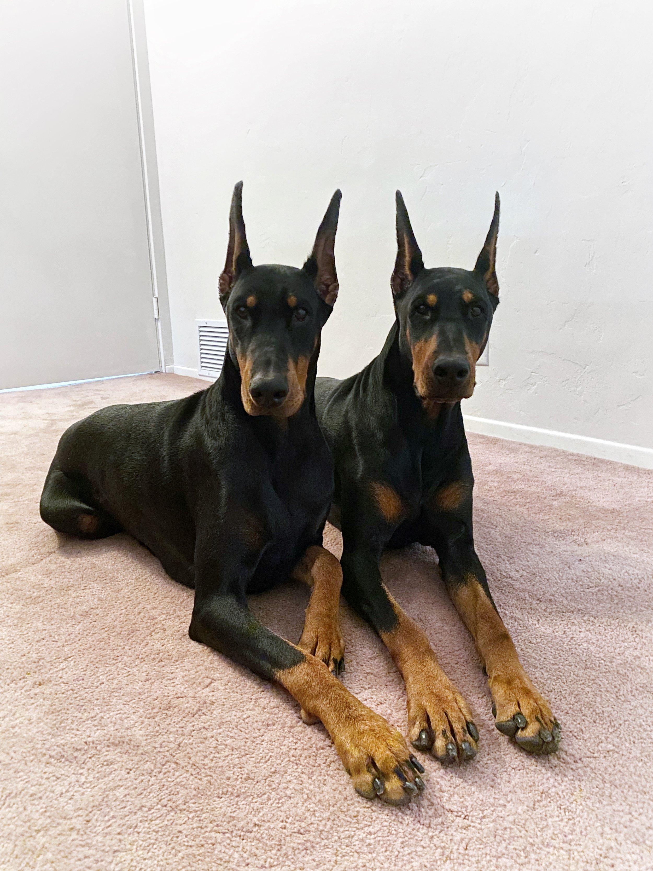 Females — PRIMA Dobermans