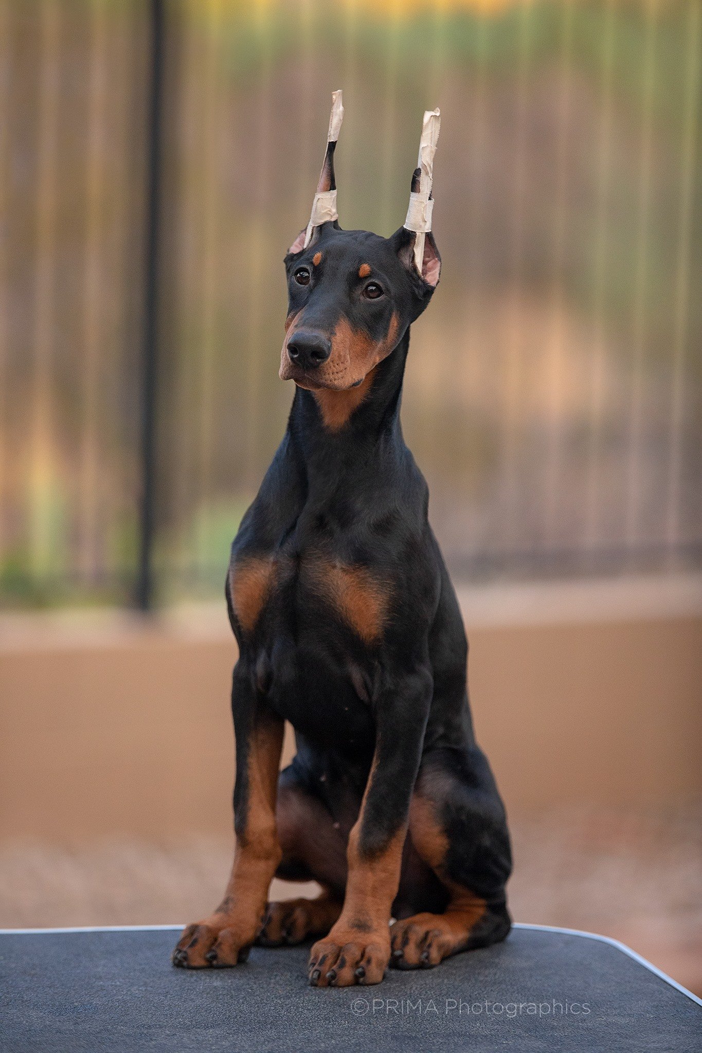 Females — PRIMA Dobermans