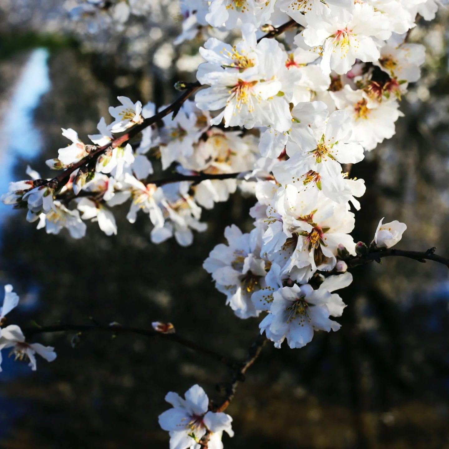 &ldquo;The earth laughs in flowers.&rdquo; 🌸
.
.
.
Take a moment. Look around. Notice the small thing, the blooms tucked into corners, the sunlight catching petals, the quiet beauty we often walk past.
.
.
.
These photos came from past wanderings, w
