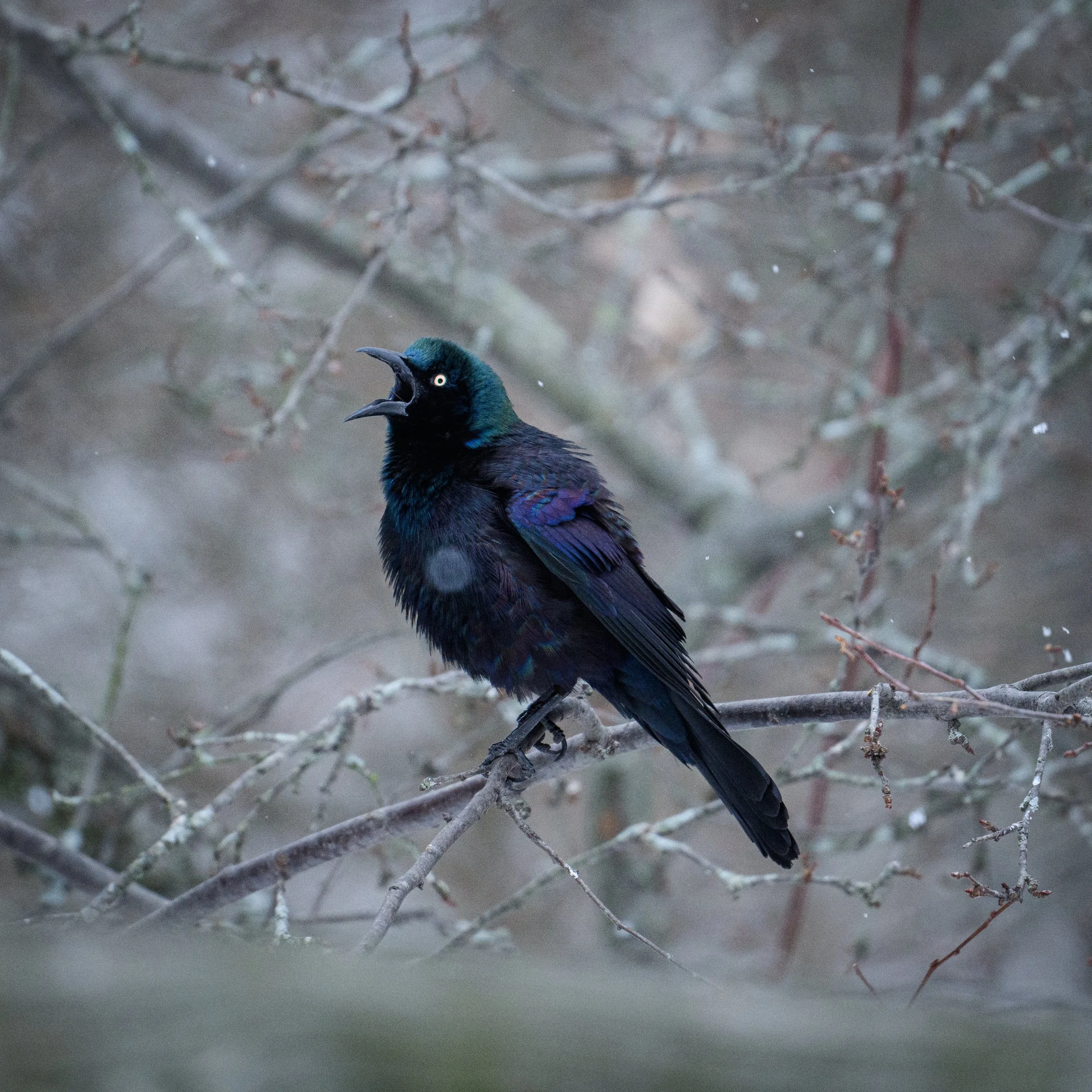 DSC_2656.JPG