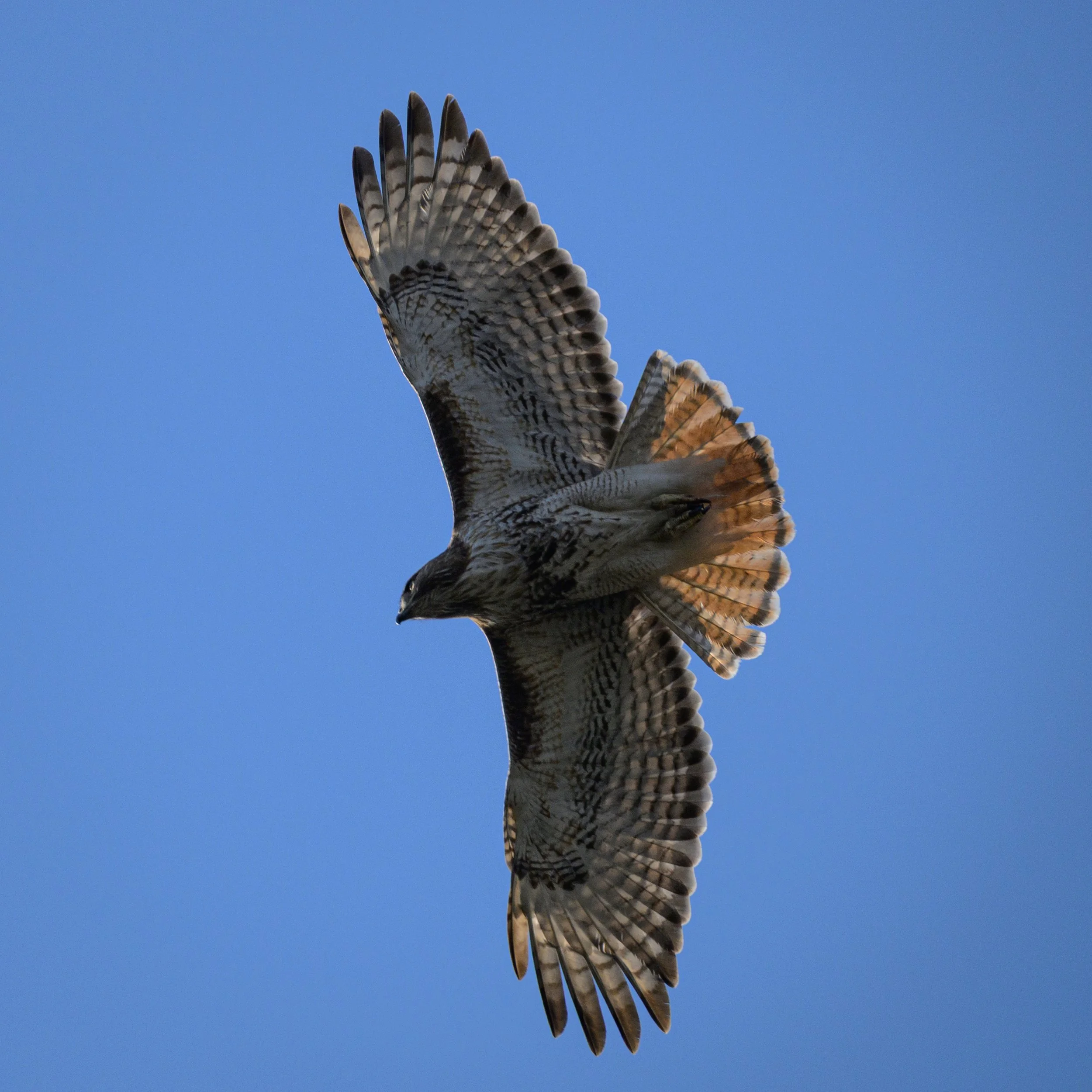 DSC_7698.JPG