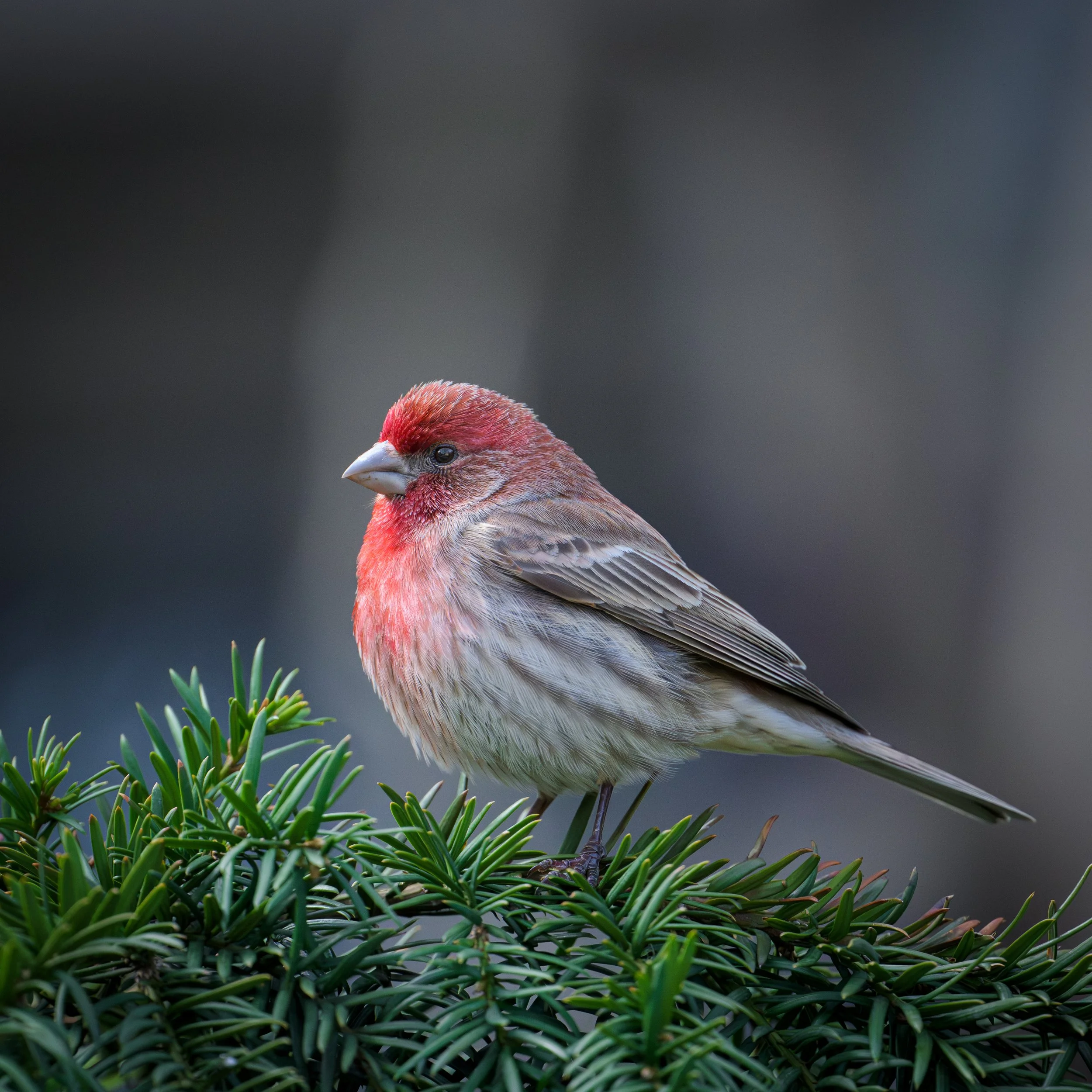 DSC_5932.JPG