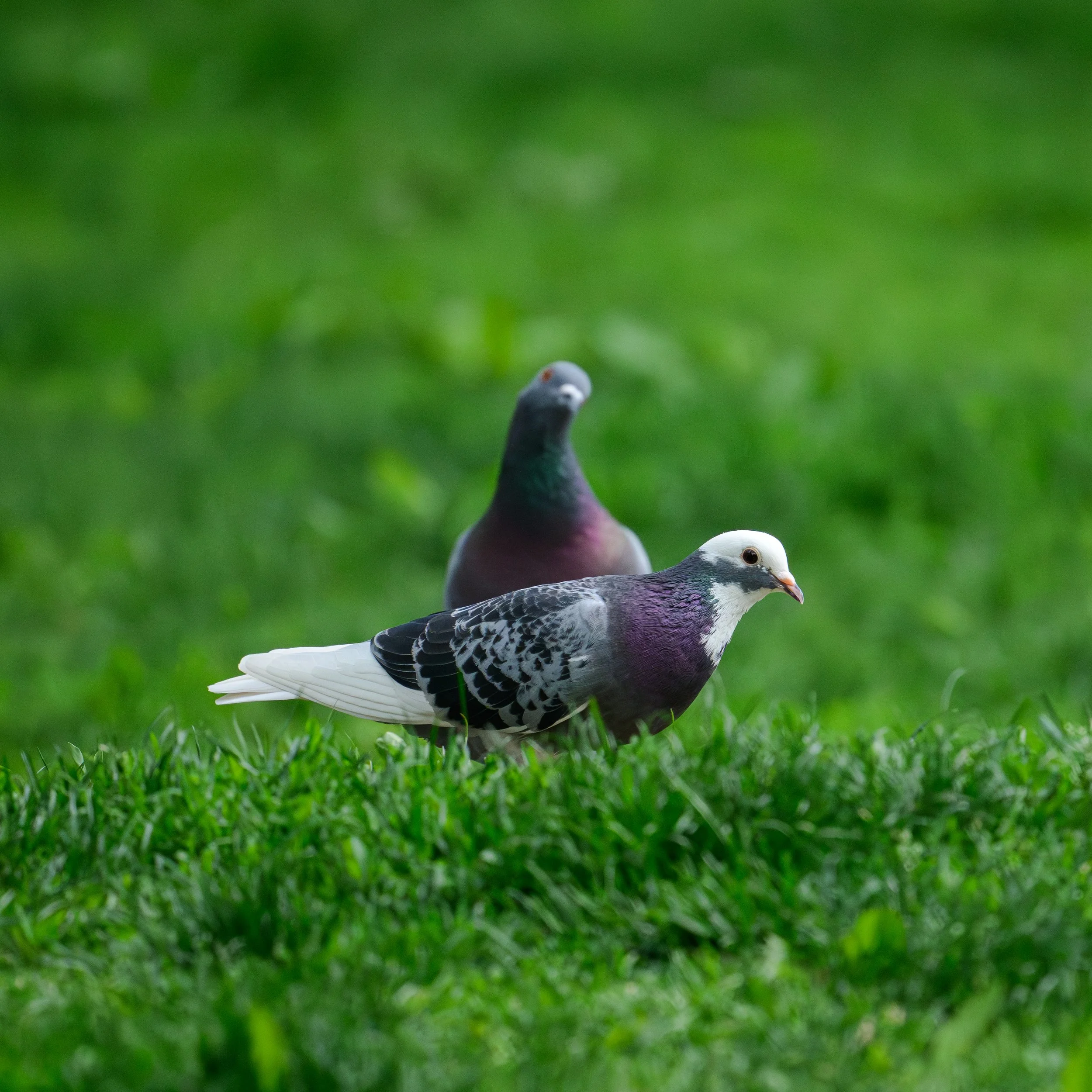 DSC_1645.JPG