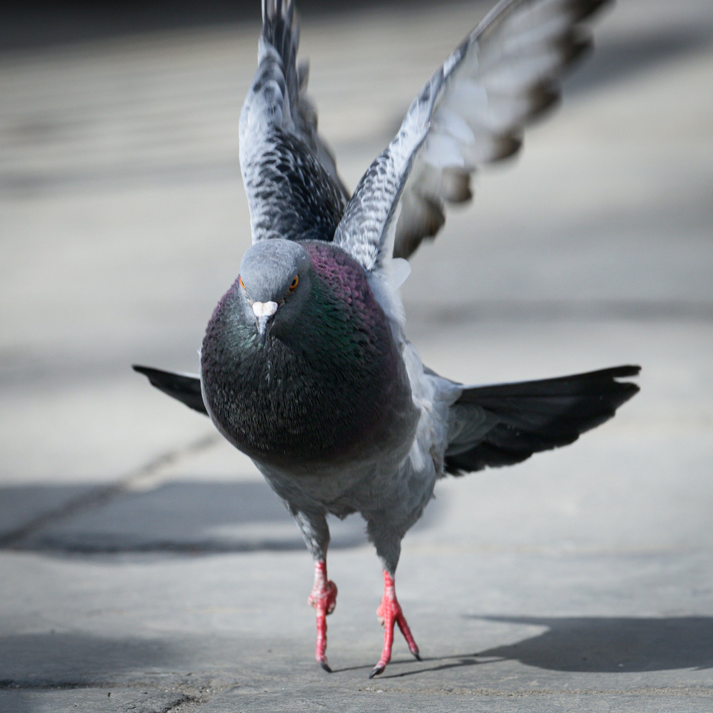 DSC_6052.JPG