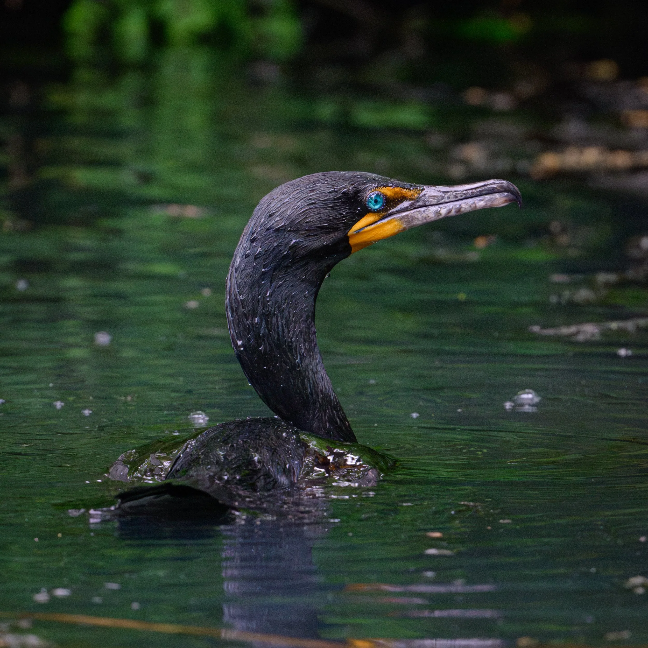 DSC_4507.JPG
