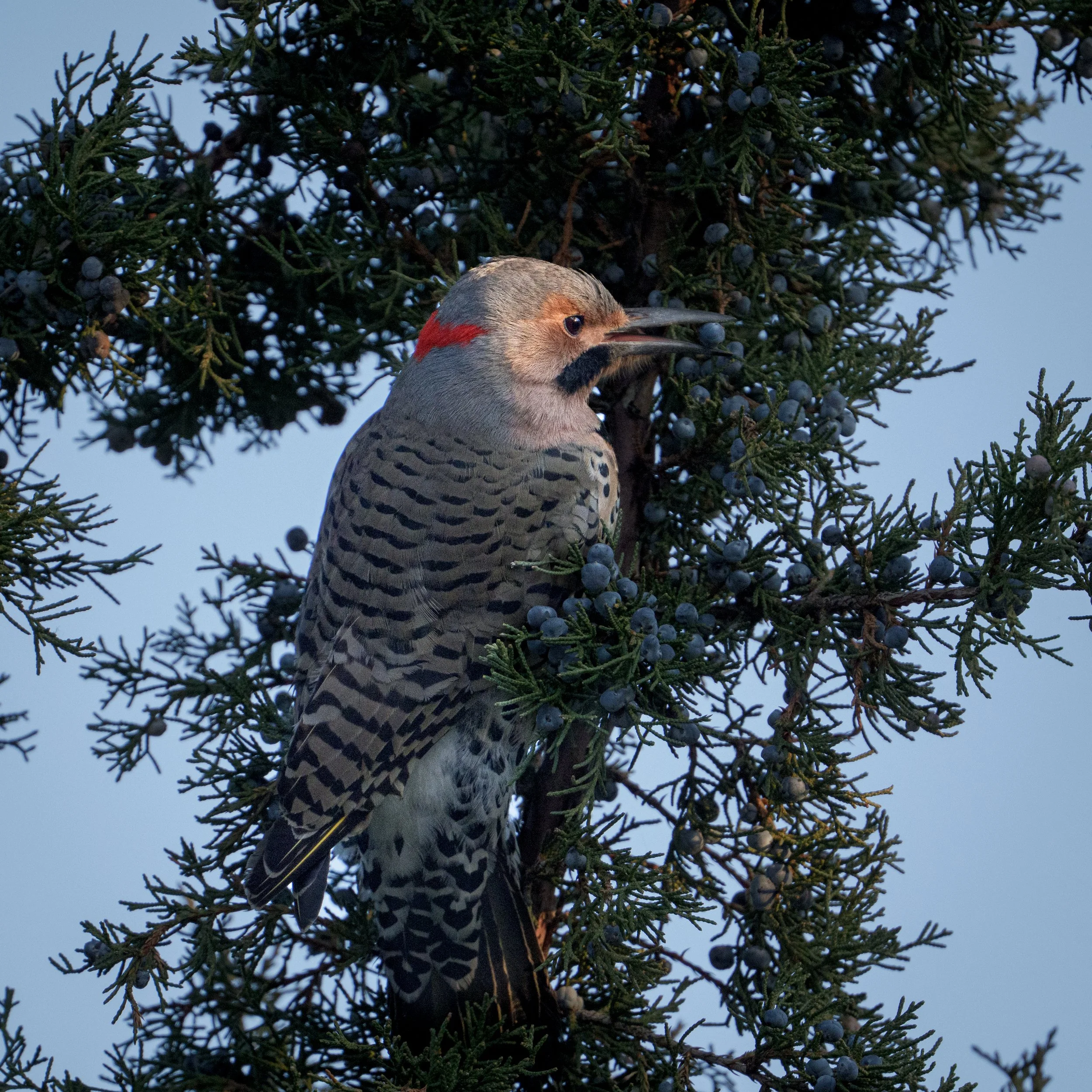 DSC_0999.JPG