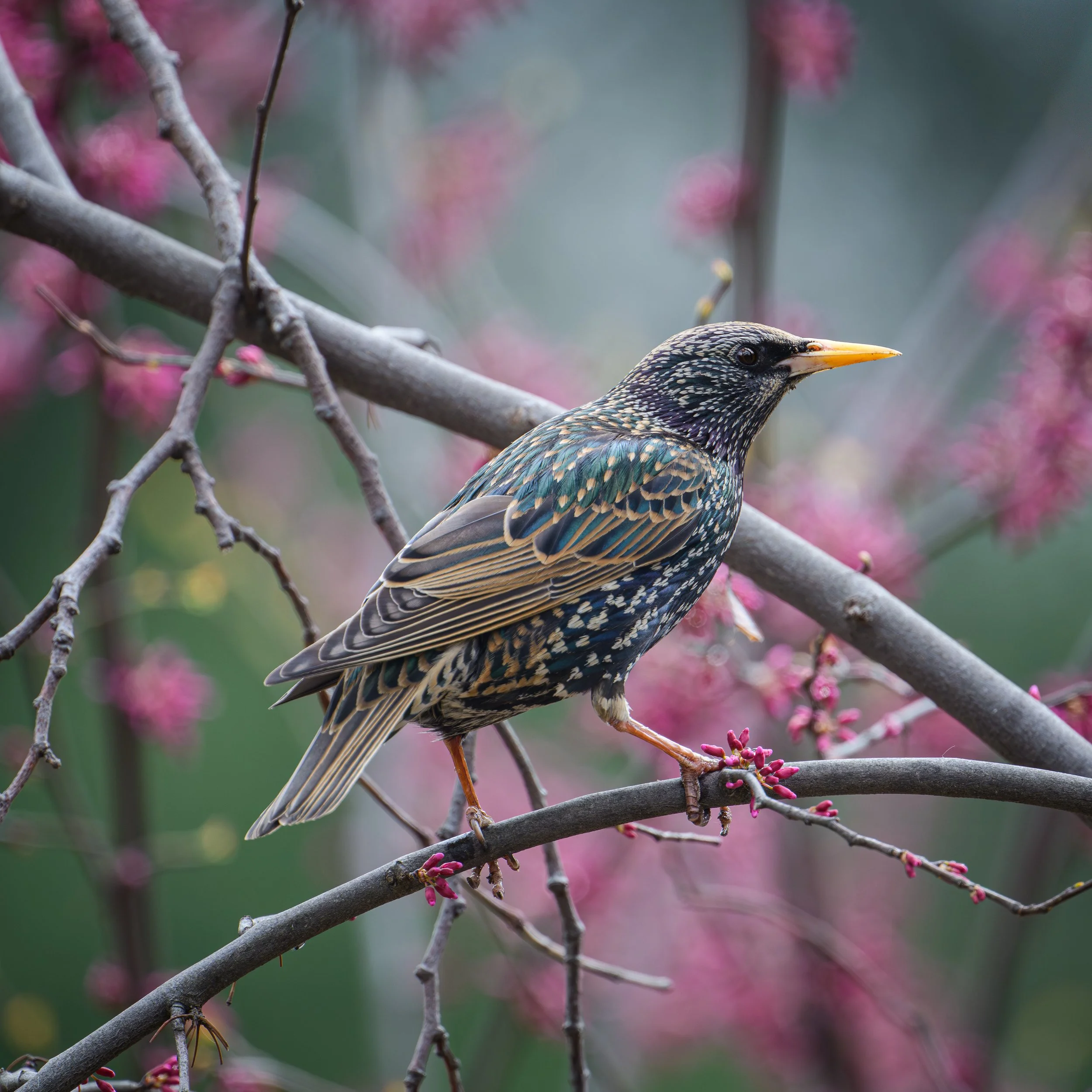 DSC_6492.JPG